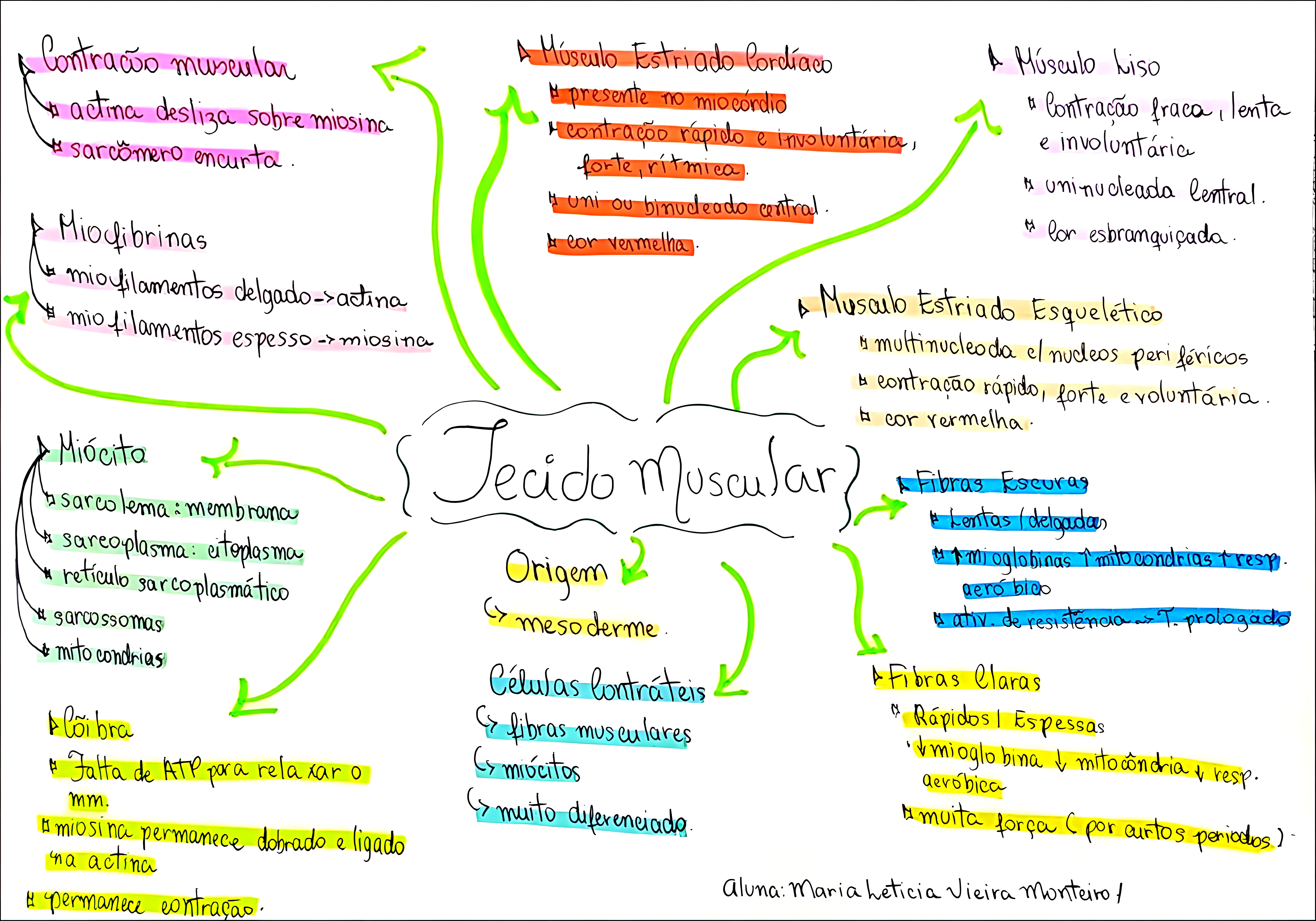 MAPA MENTAL SOBRE TECIDO MUSCULAR