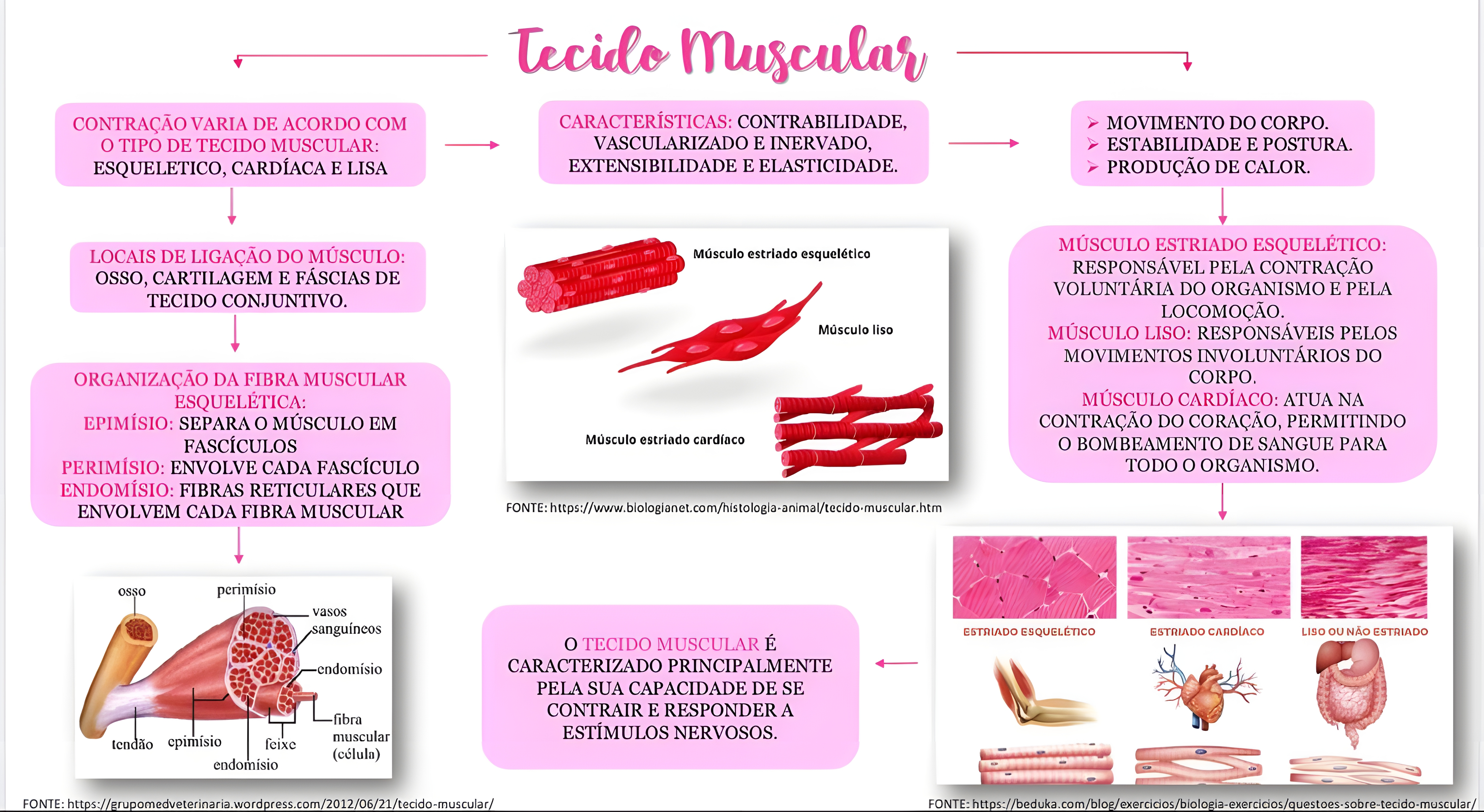 MAPA MENTAL SOBRE TECIDO MUSCULAR