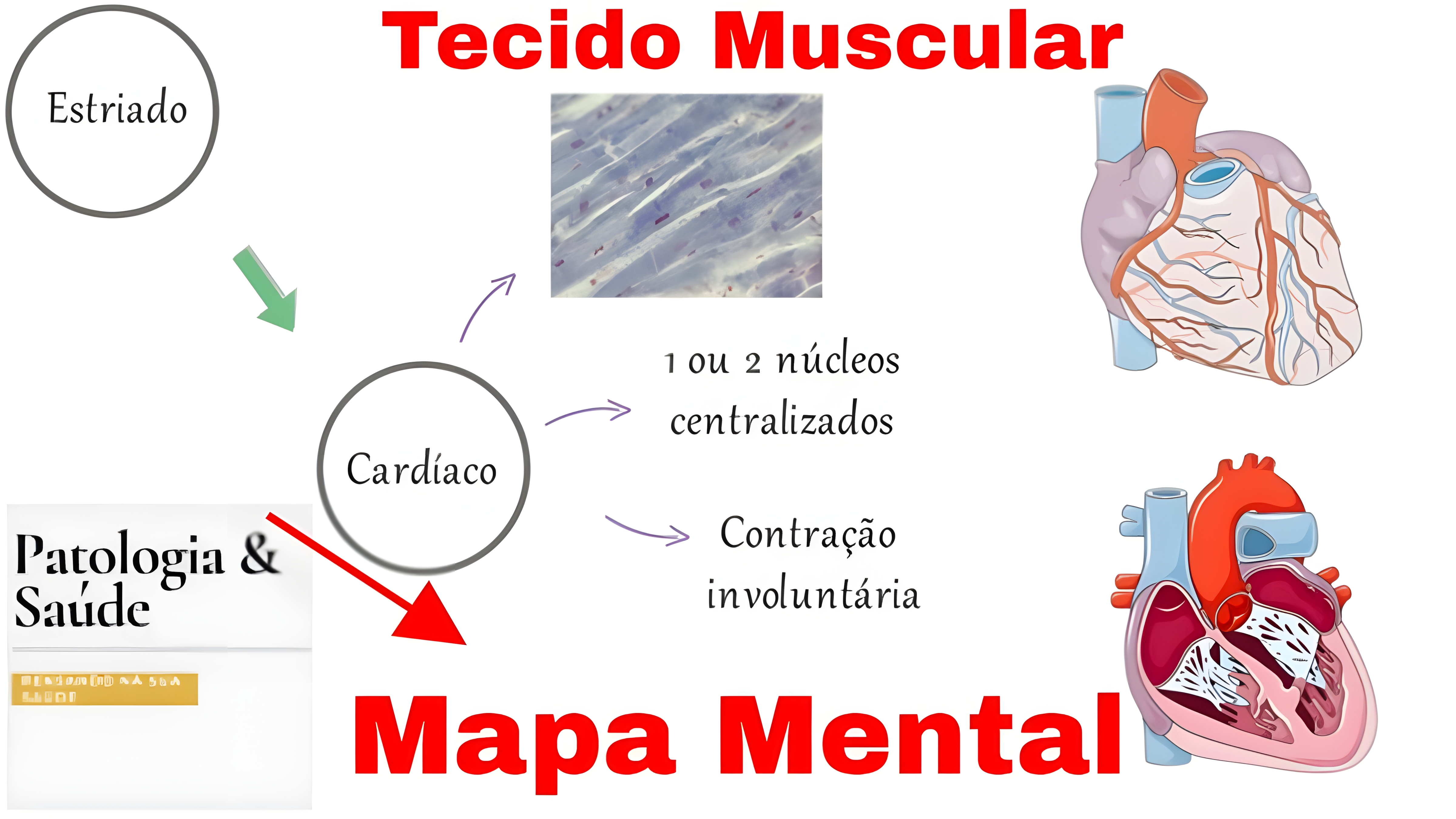 MAPA MENTAL SOBRE TECIDO MUSCULAR