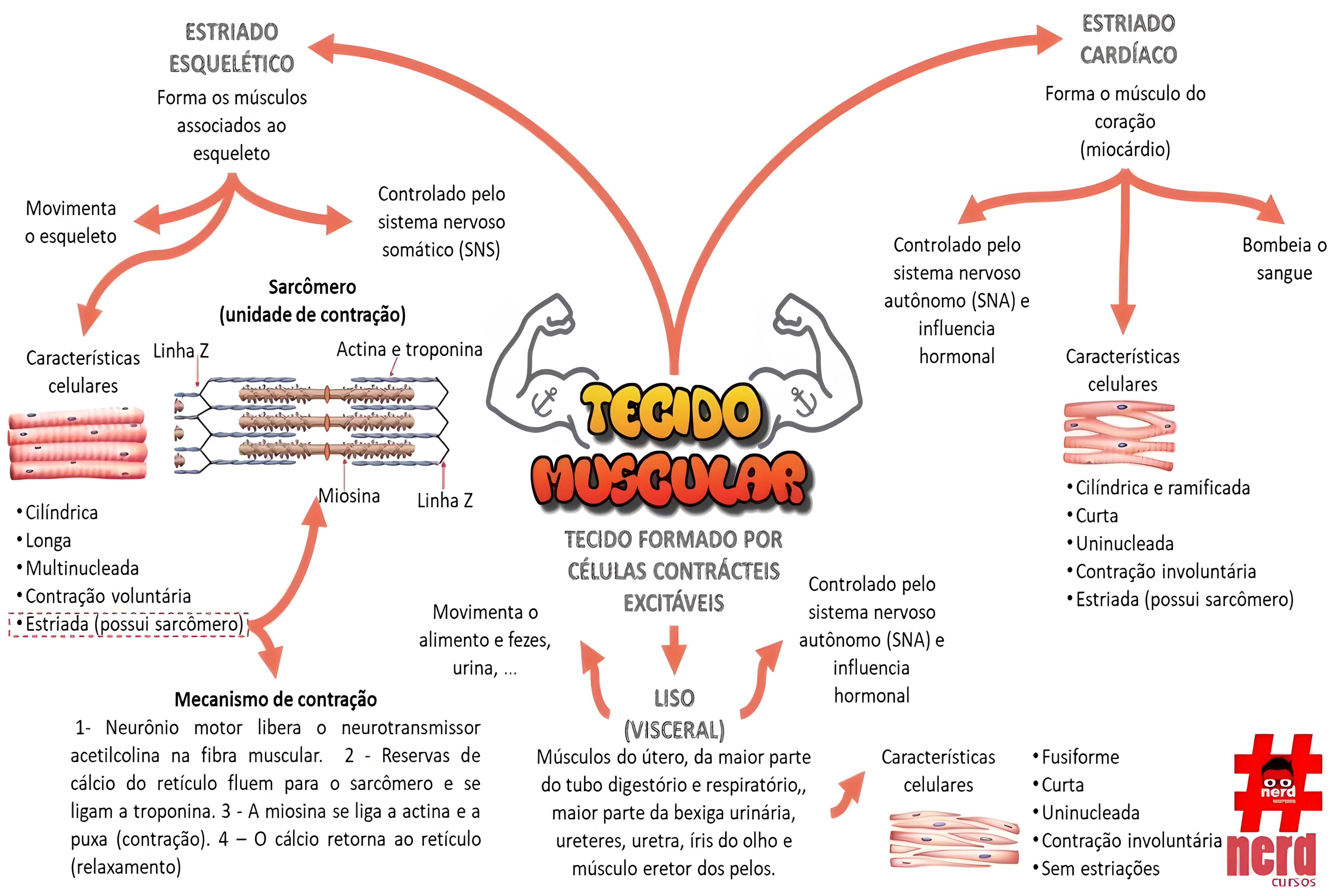 MAPA MENTAL SOBRE TECIDO MUSCULAR
