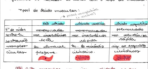 MAPA MENTAL SOBRE TECIDO MUSCULAR
