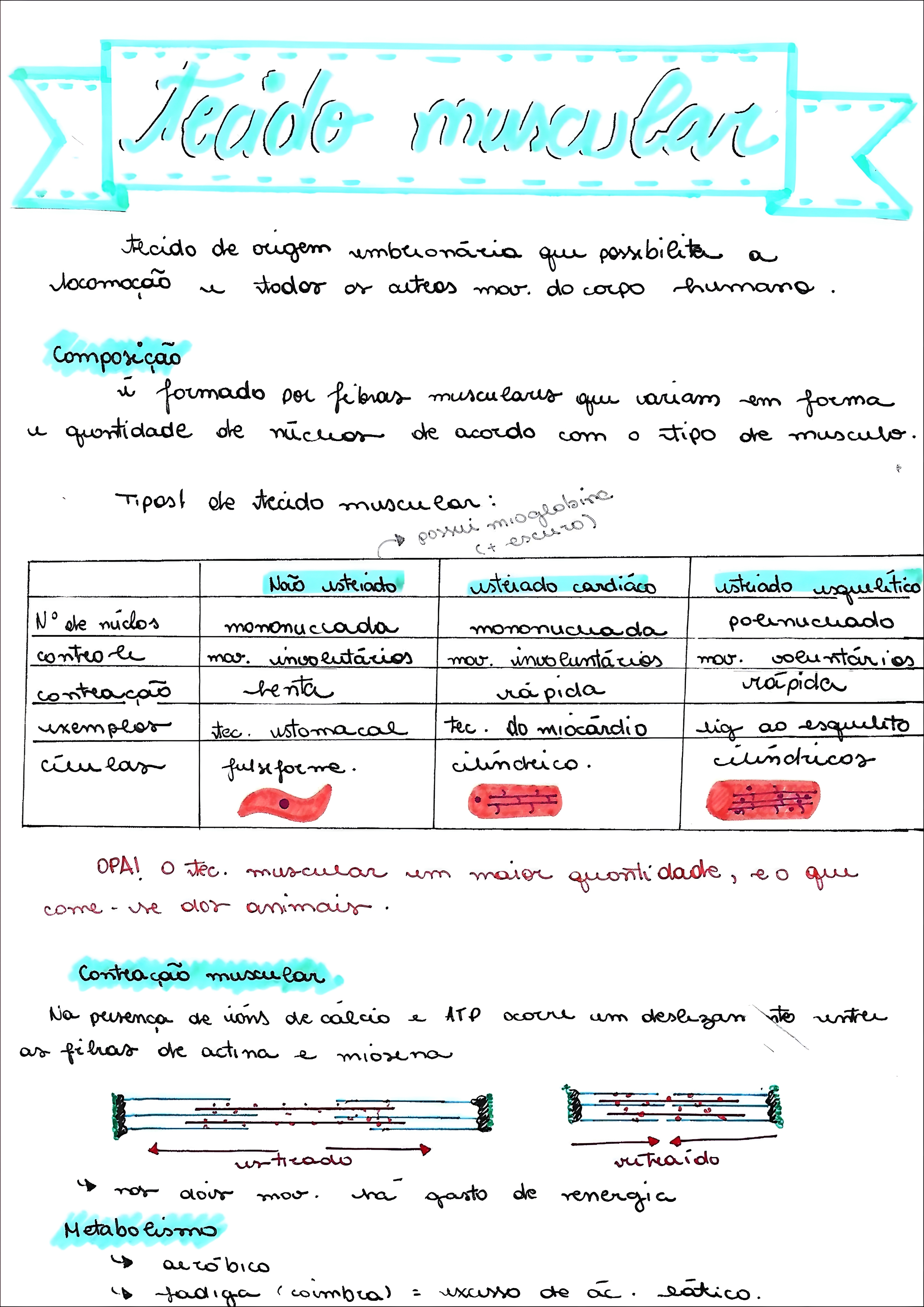 MAPA MENTAL SOBRE TECIDO MUSCULAR