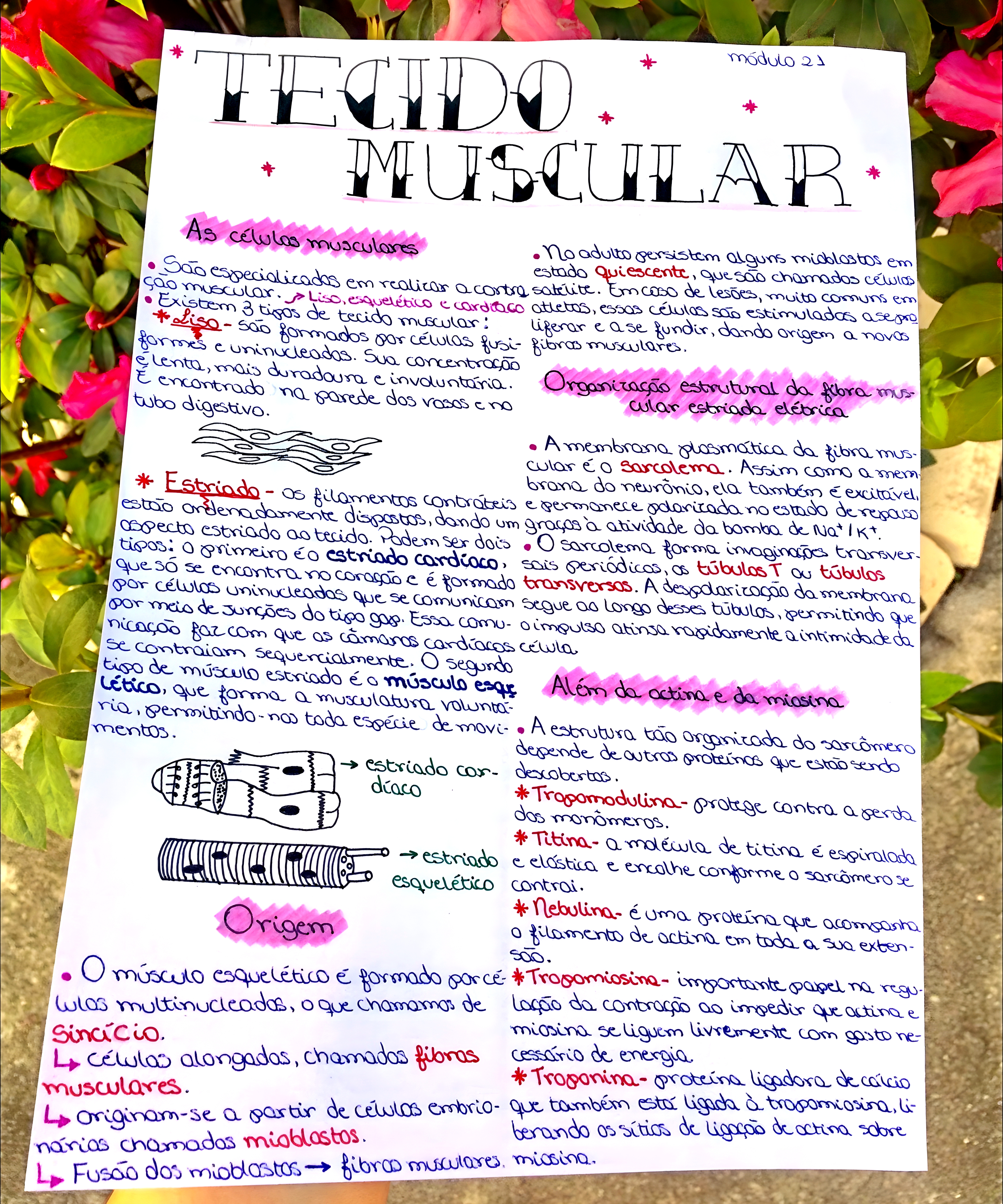 MAPA MENTAL SOBRE TECIDO MUSCULAR