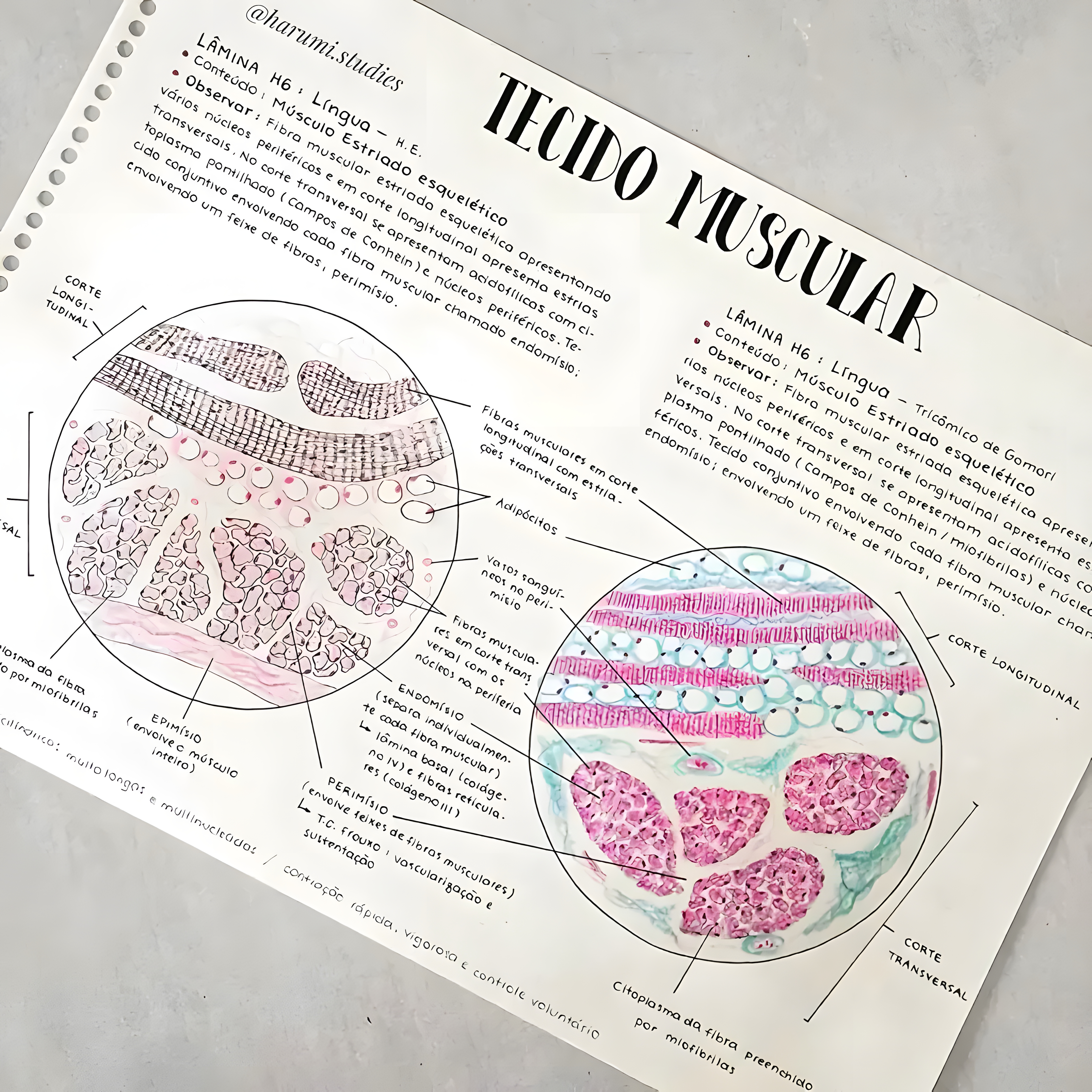 MAPA MENTAL SOBRE TECIDO MUSCULAR