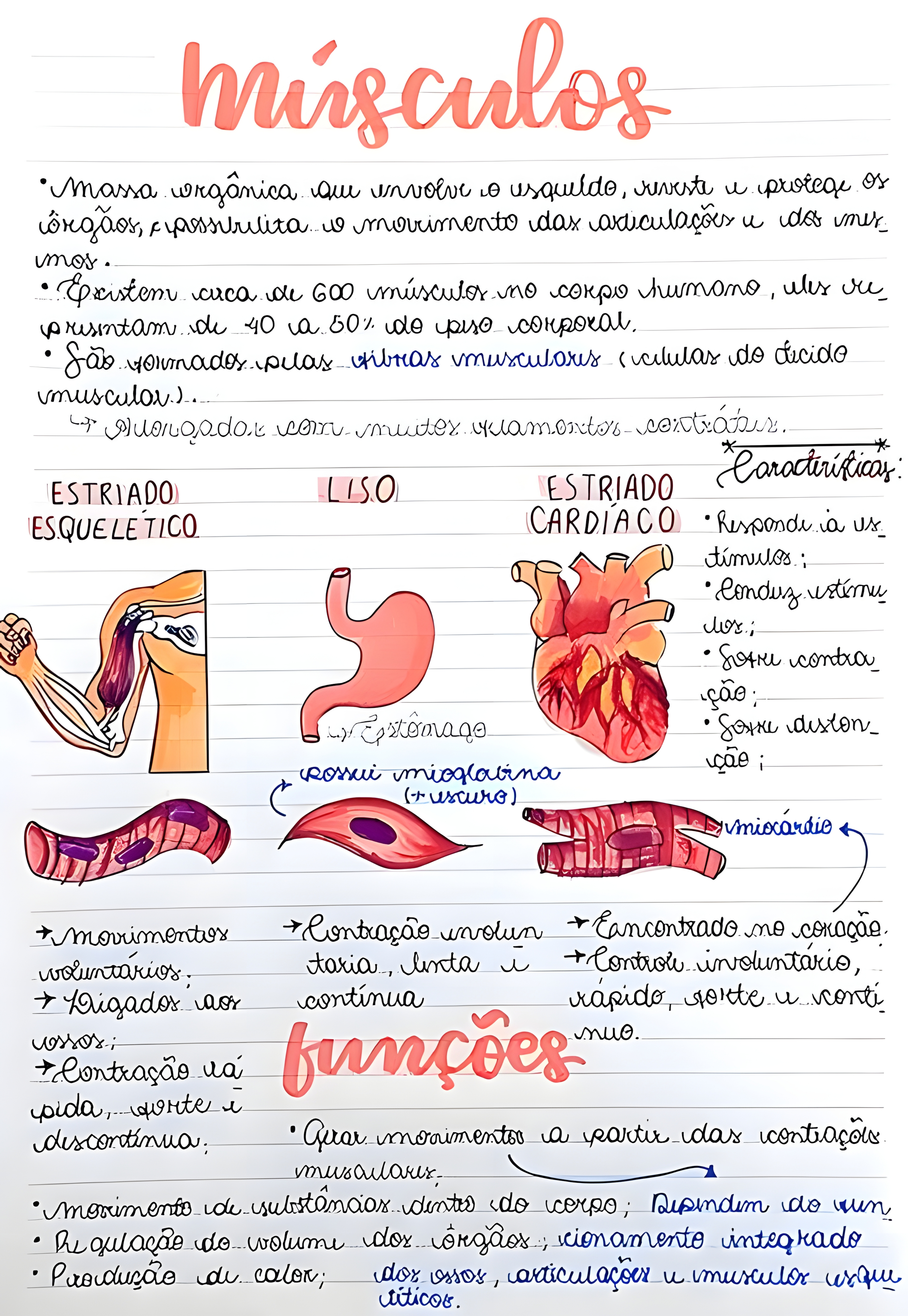 MAPA MENTAL SOBRE TECIDO MUSCULAR