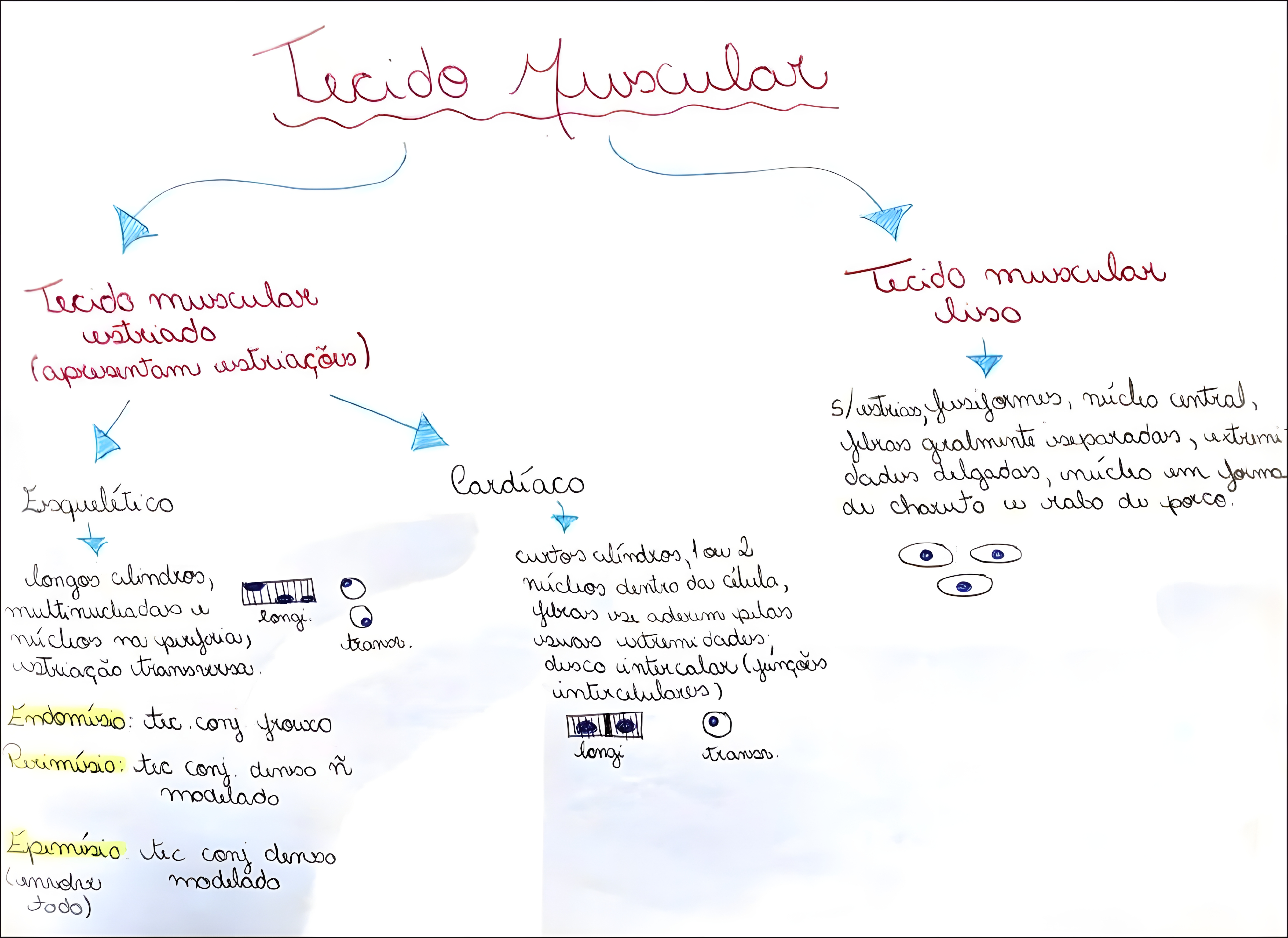 MAPA MENTAL SOBRE TECIDO MUSCULAR