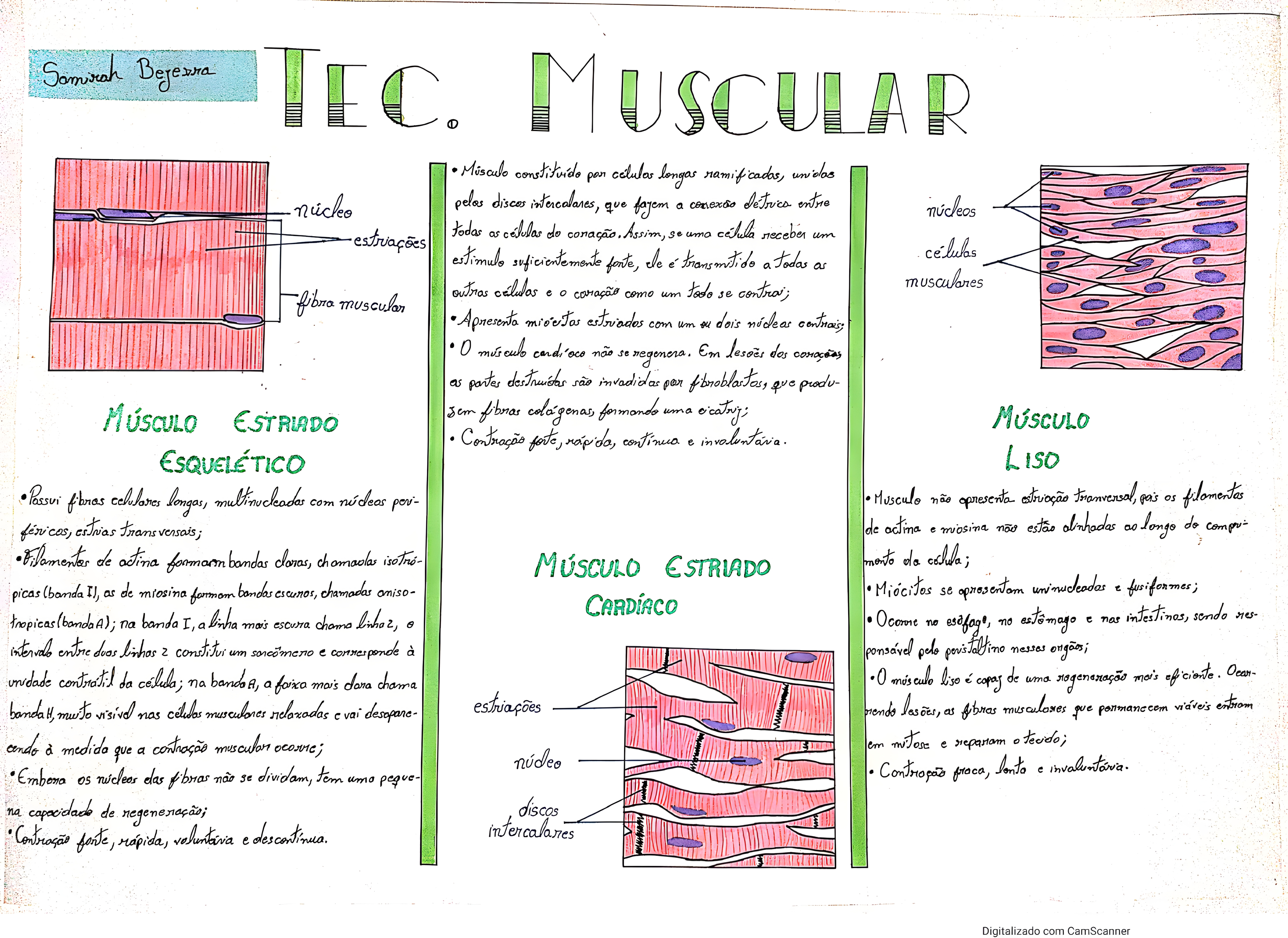 MAPA MENTAL SOBRE TECIDO MUSCULAR