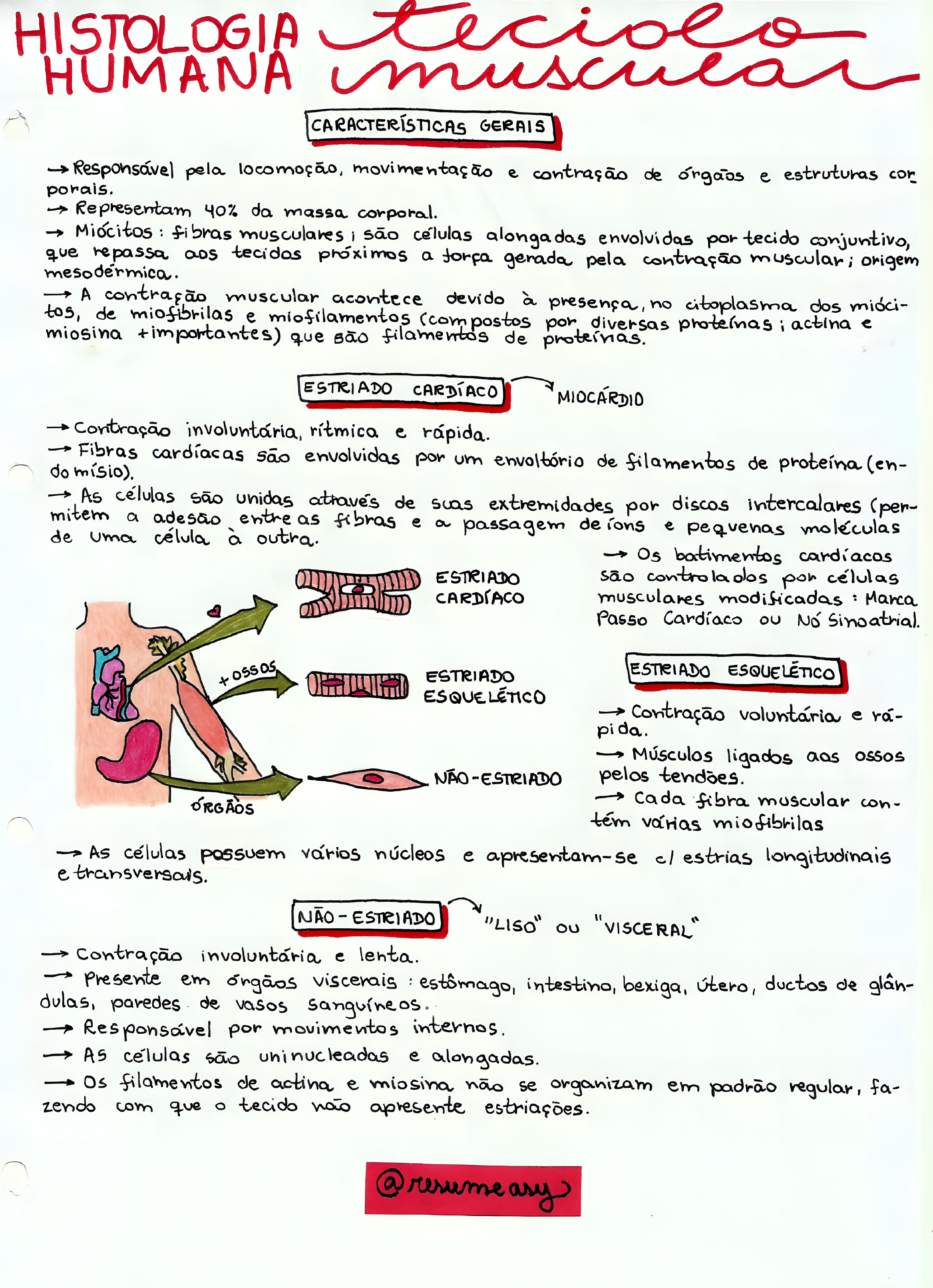 MAPA MENTAL SOBRE TECIDO MUSCULAR