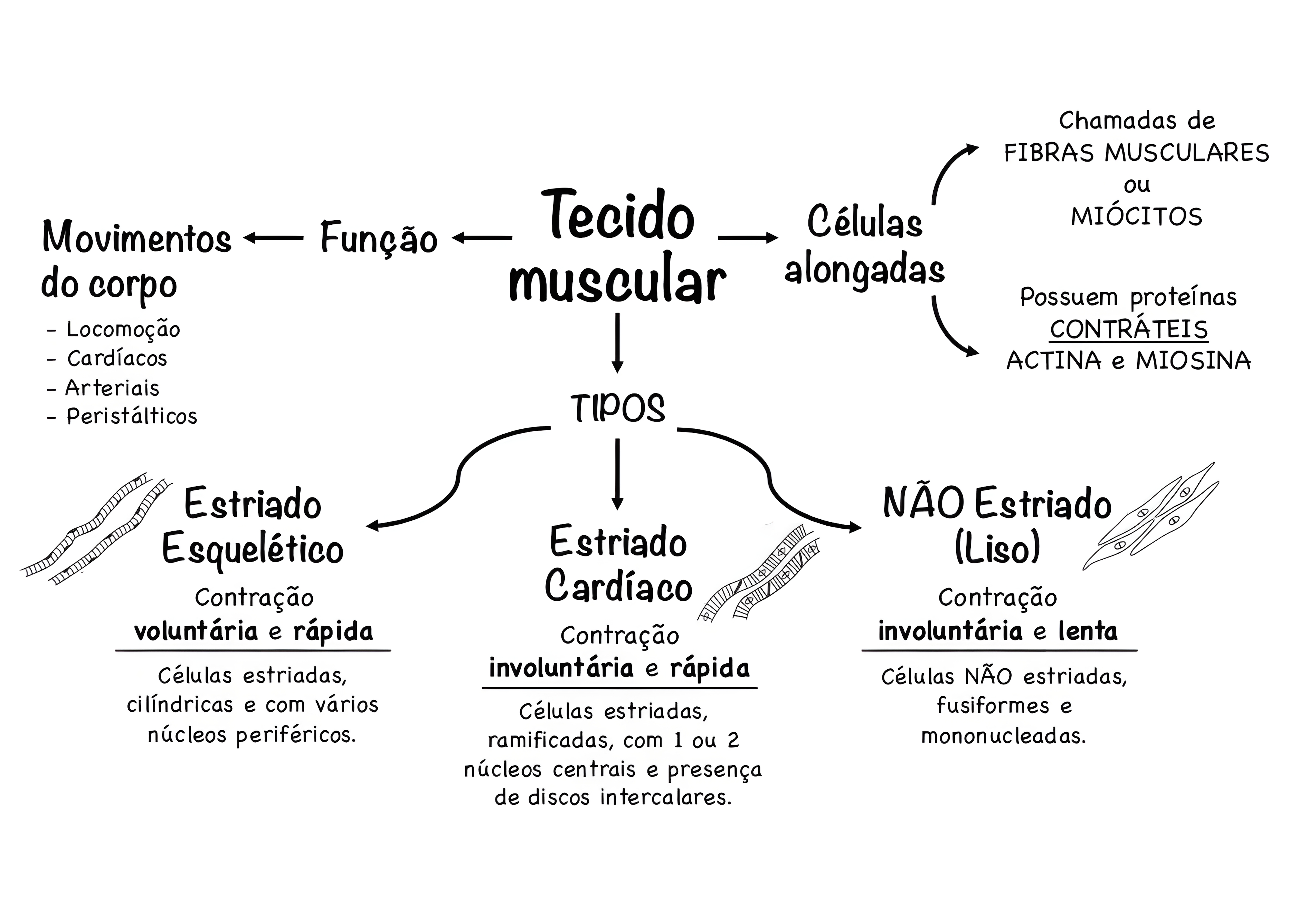 MAPA MENTAL SOBRE TECIDO MUSCULAR