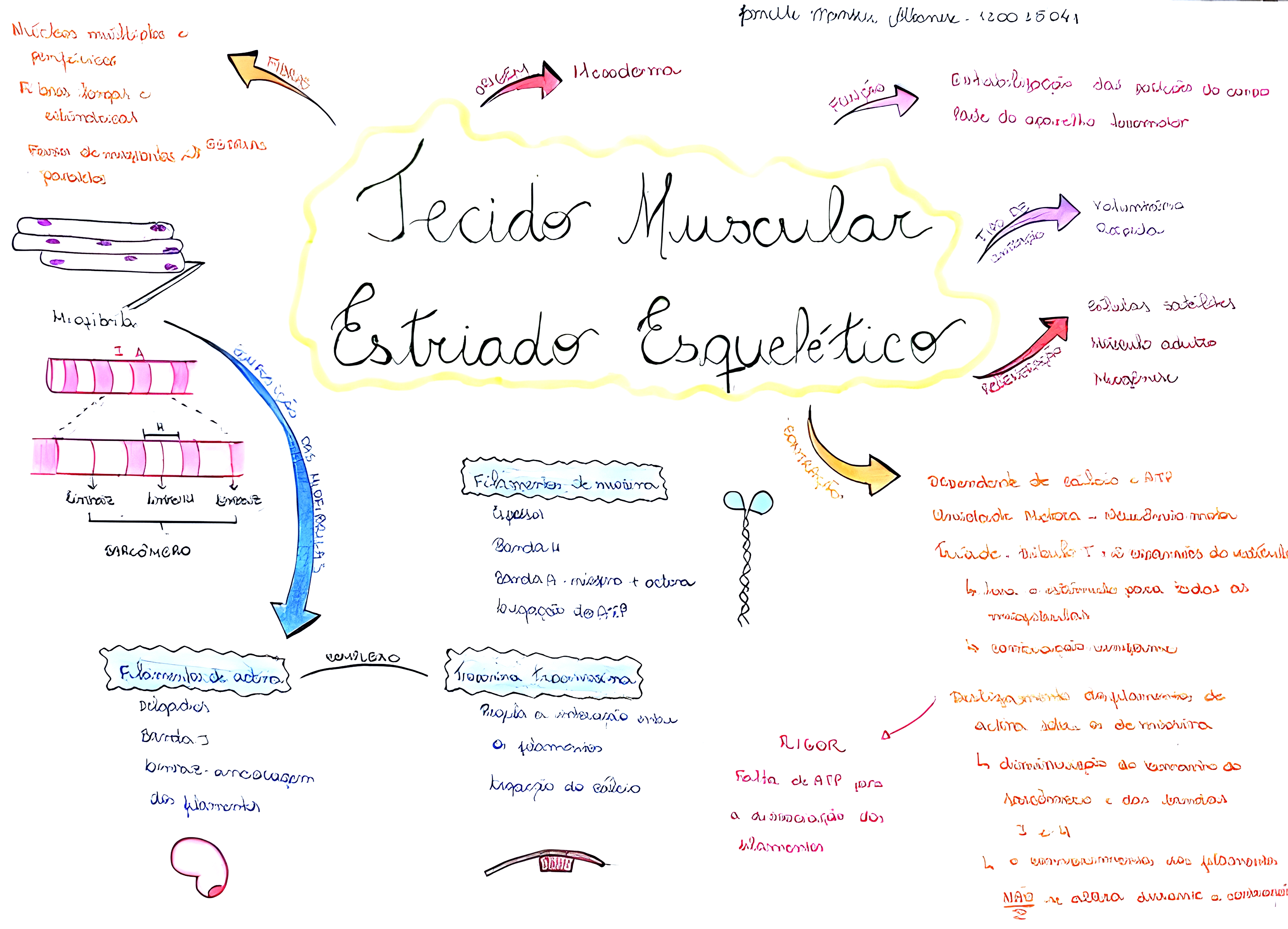 MAPA MENTAL SOBRE TECIDO MUSCULAR