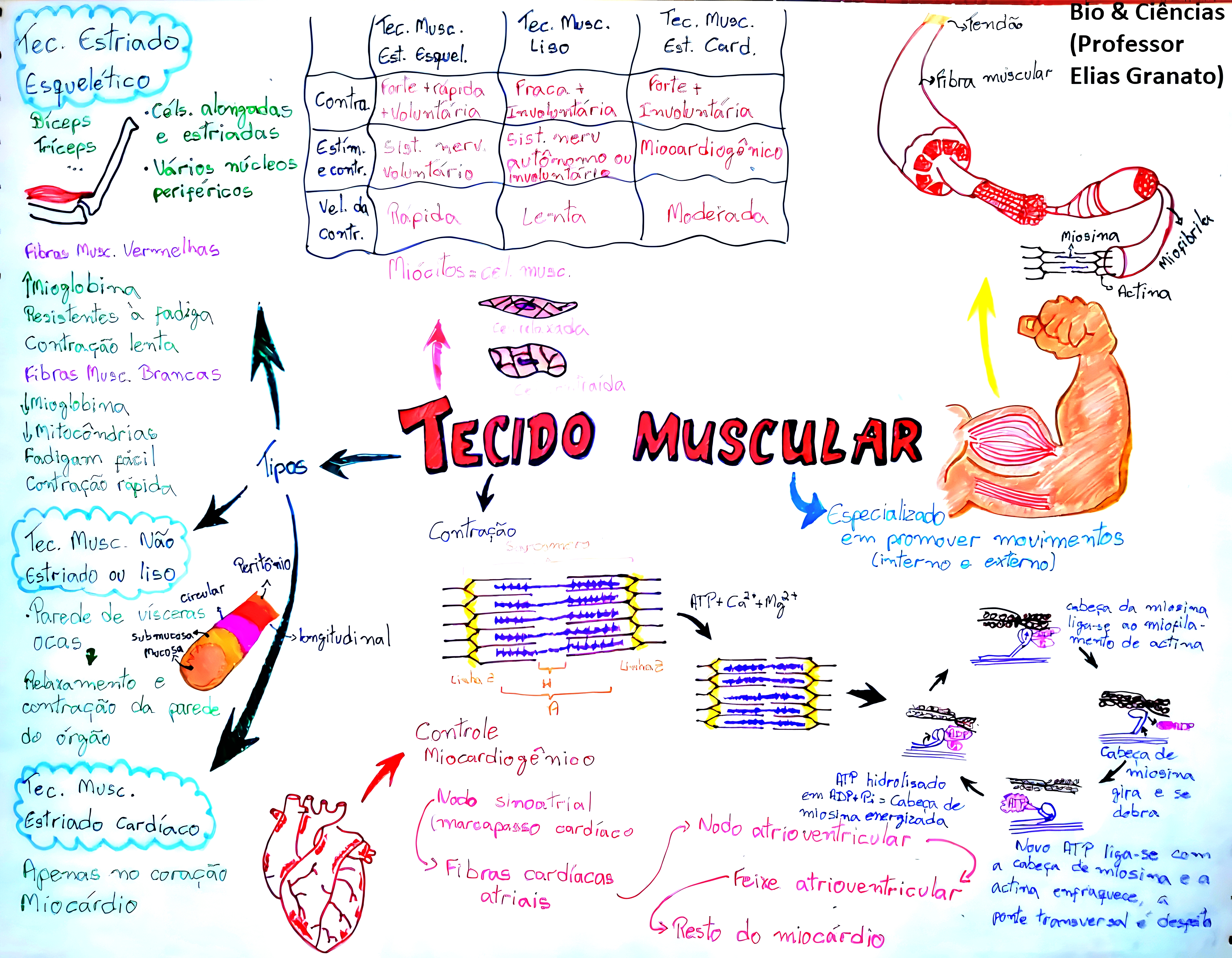 MAPA MENTAL SOBRE TECIDO MUSCULAR