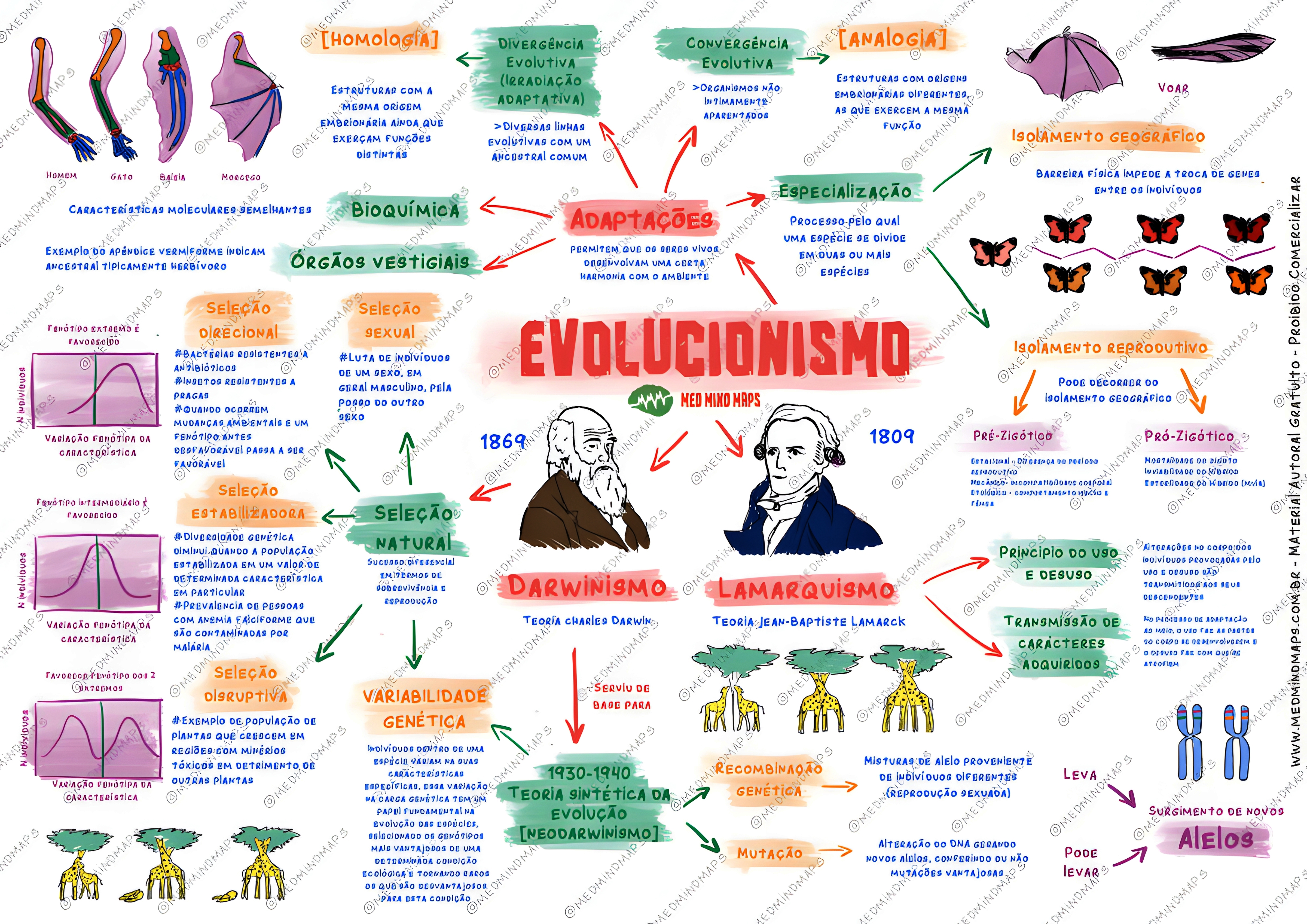 MAPA MENTAL SOBRE TEORIAS EVOLUTIVAS