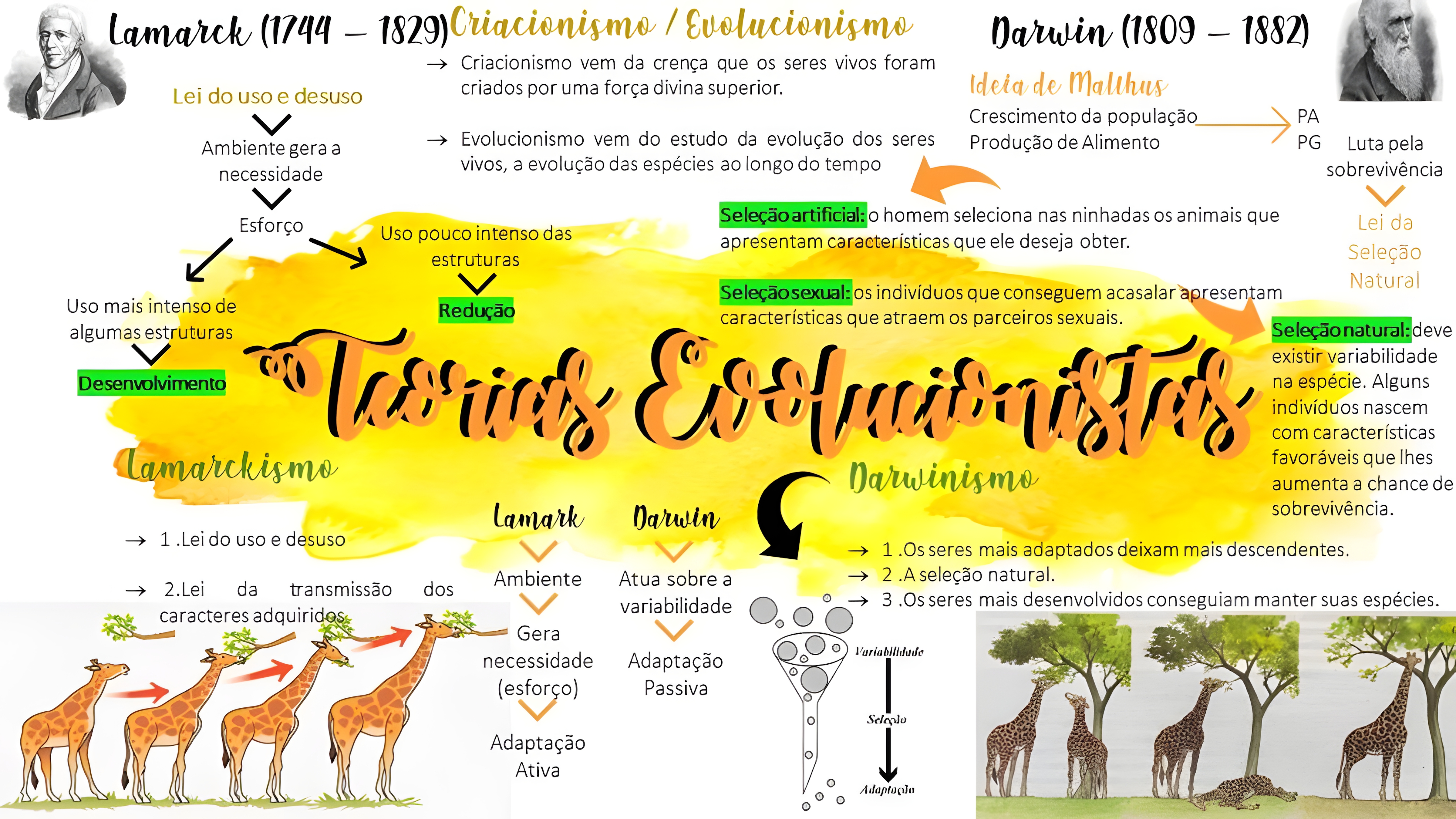 MAPA MENTAL SOBRE TEORIAS EVOLUTIVAS