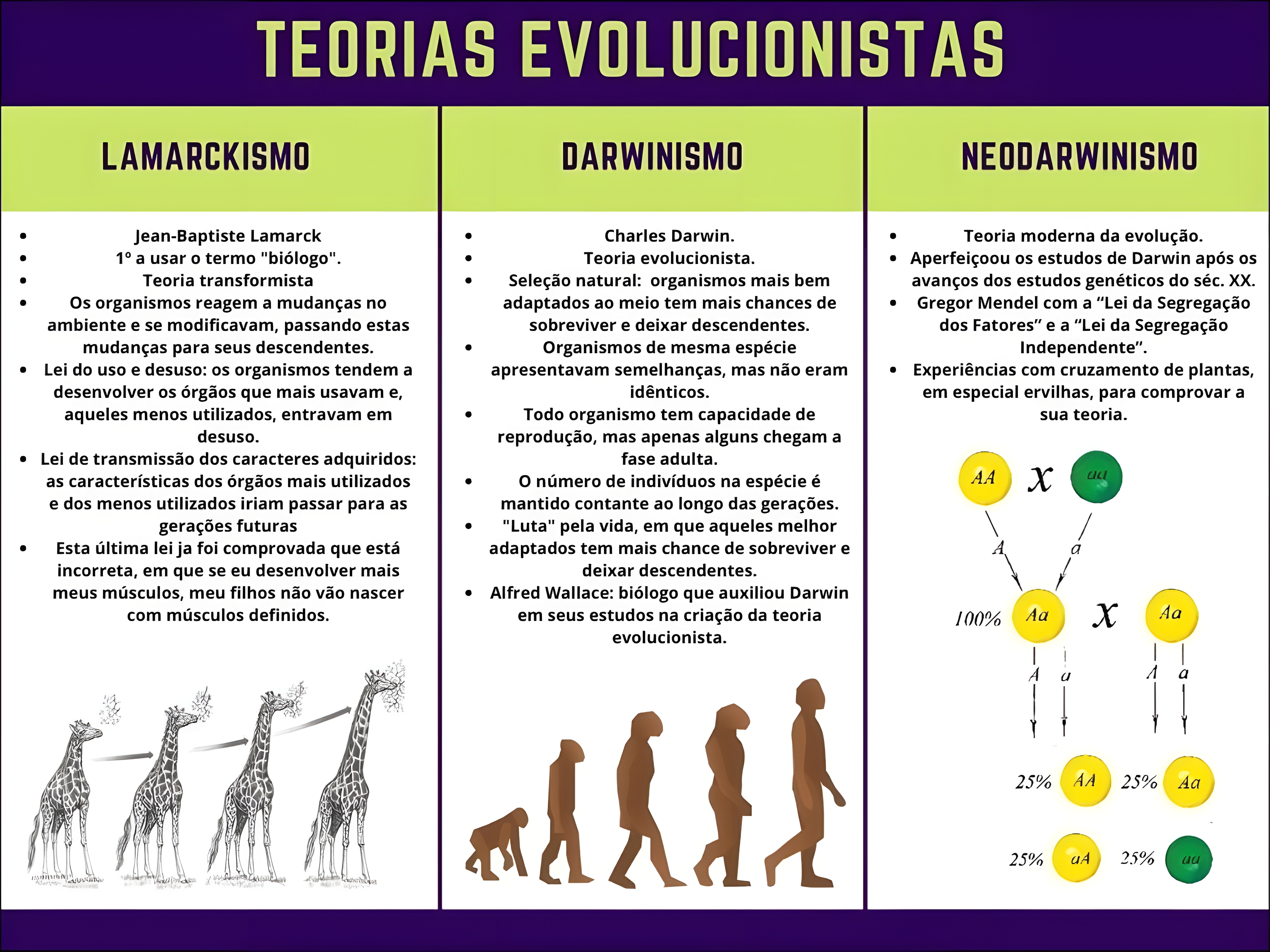 MAPA MENTAL SOBRE TEORIAS EVOLUTIVAS