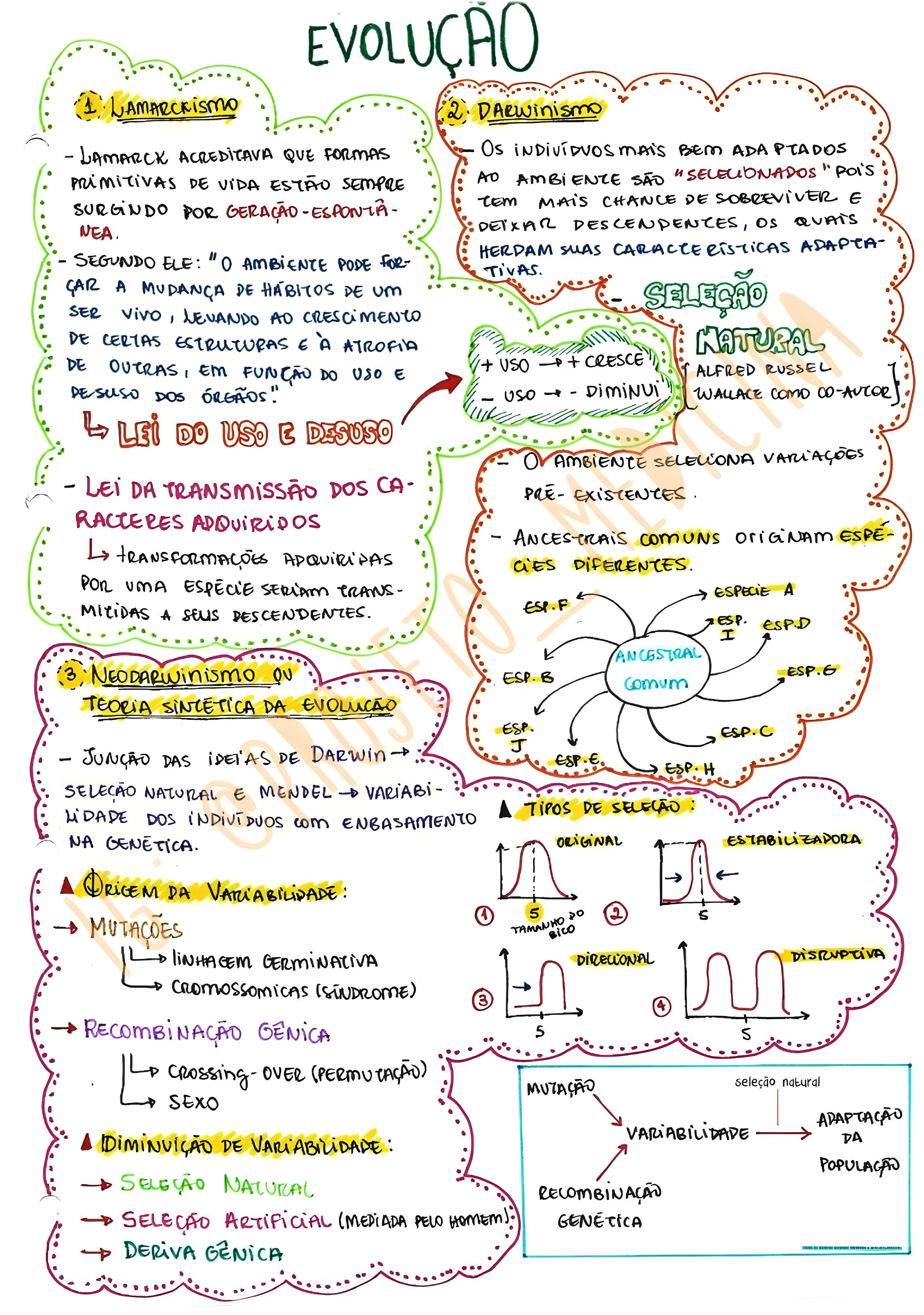 MAPA MENTAL SOBRE TEORIAS EVOLUTIVAS