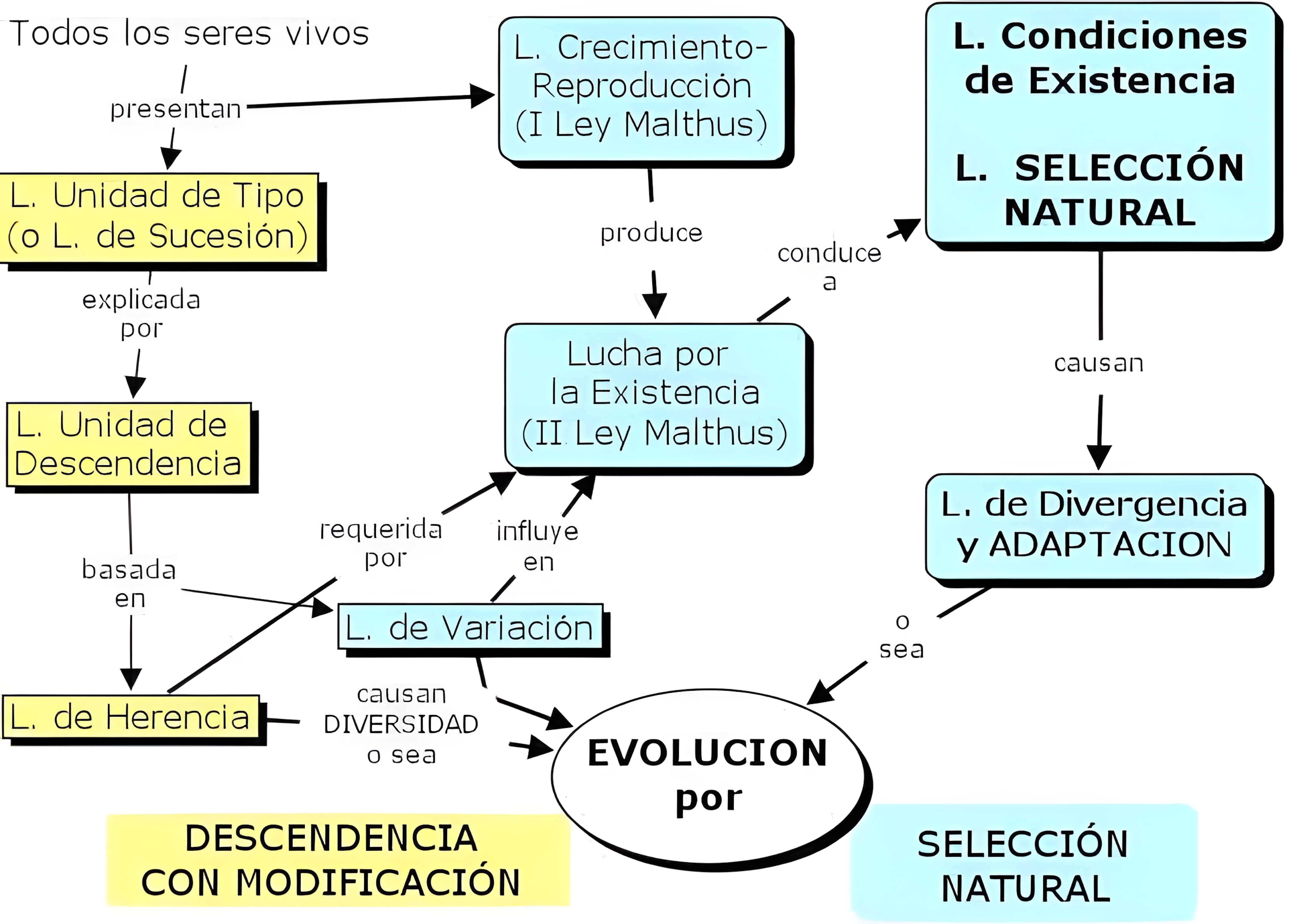 MAPA MENTAL SOBRE TEORIAS EVOLUTIVAS