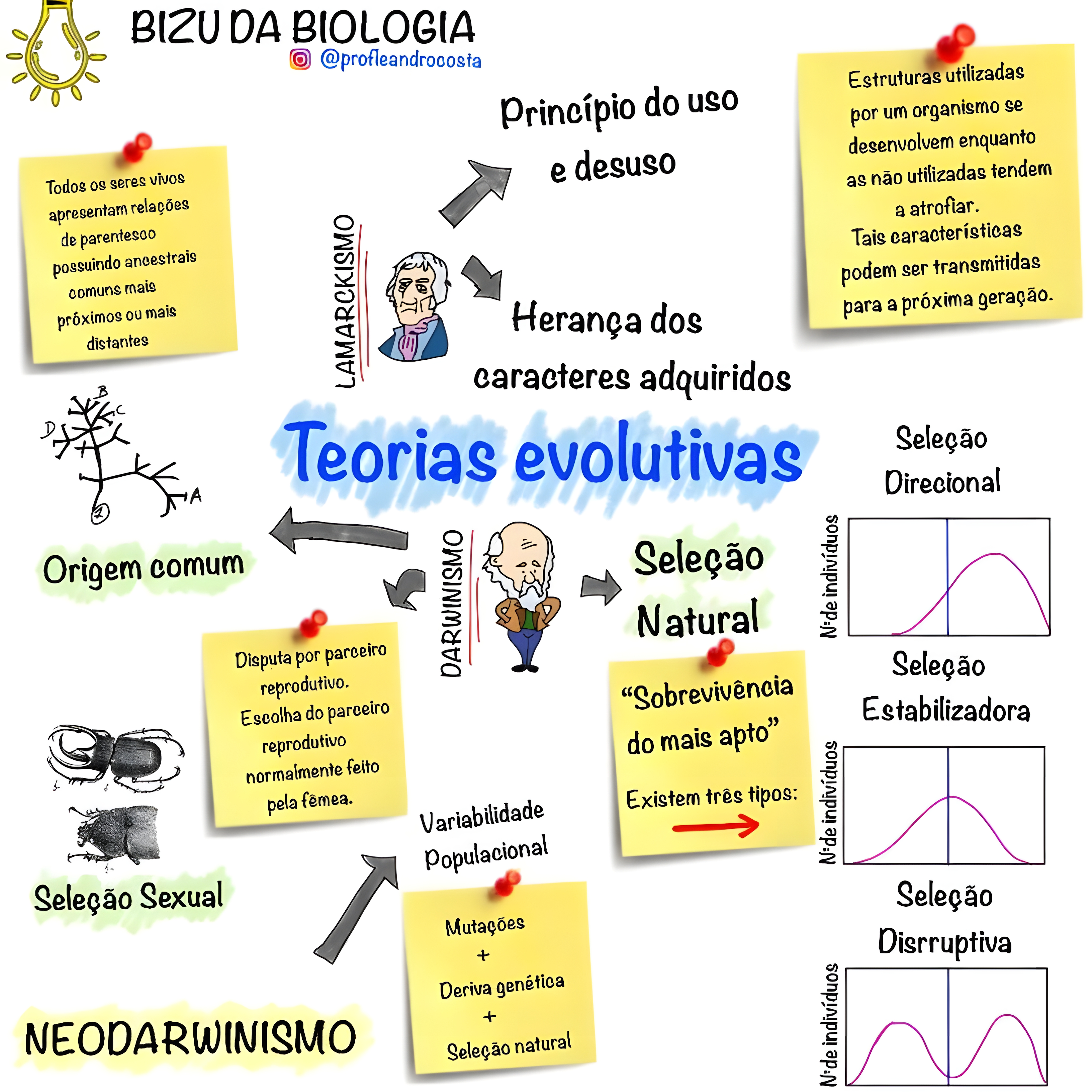 MAPA MENTAL SOBRE TEORIAS EVOLUTIVAS