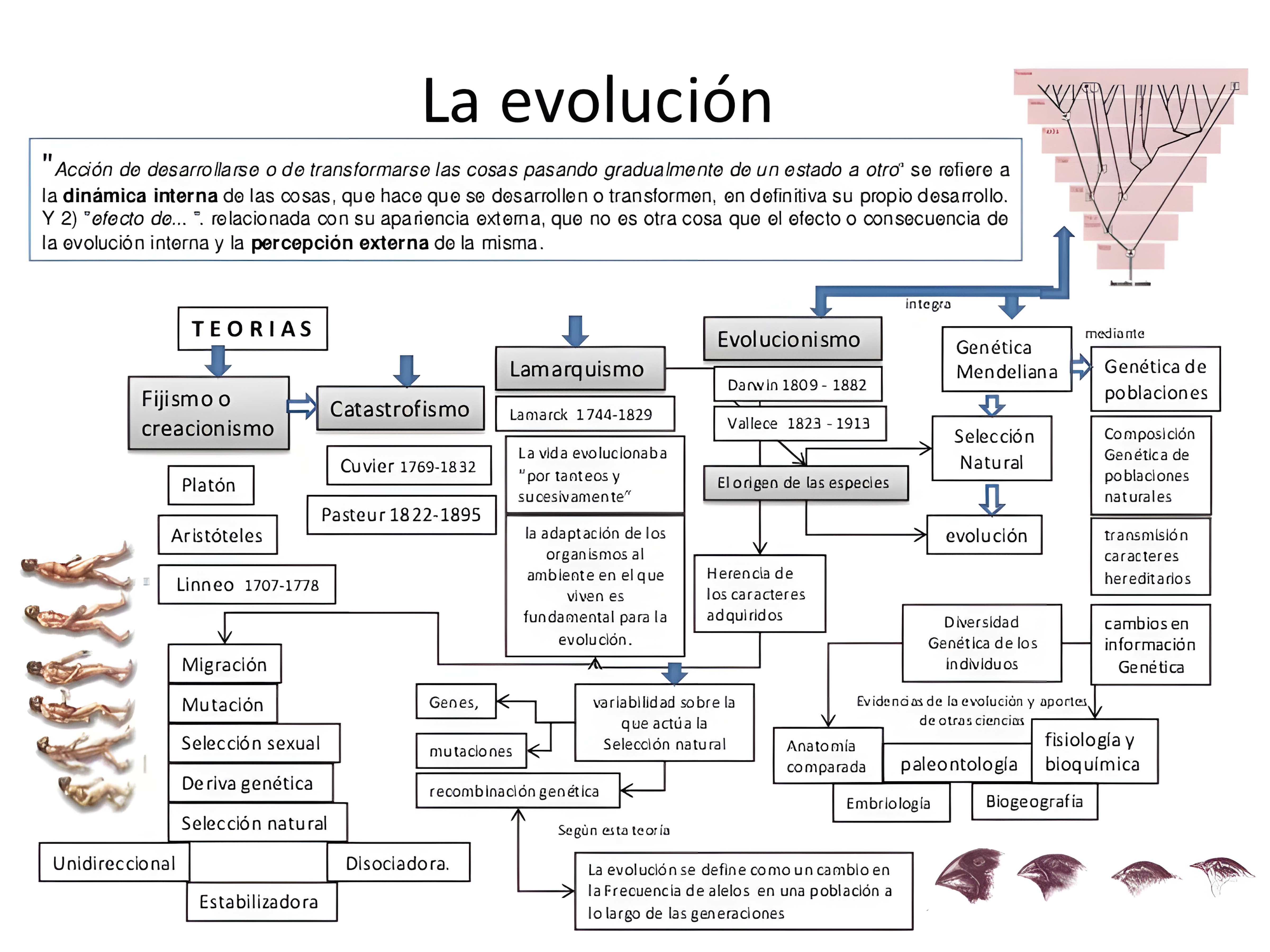 MAPA MENTAL SOBRE TEORIAS EVOLUTIVAS