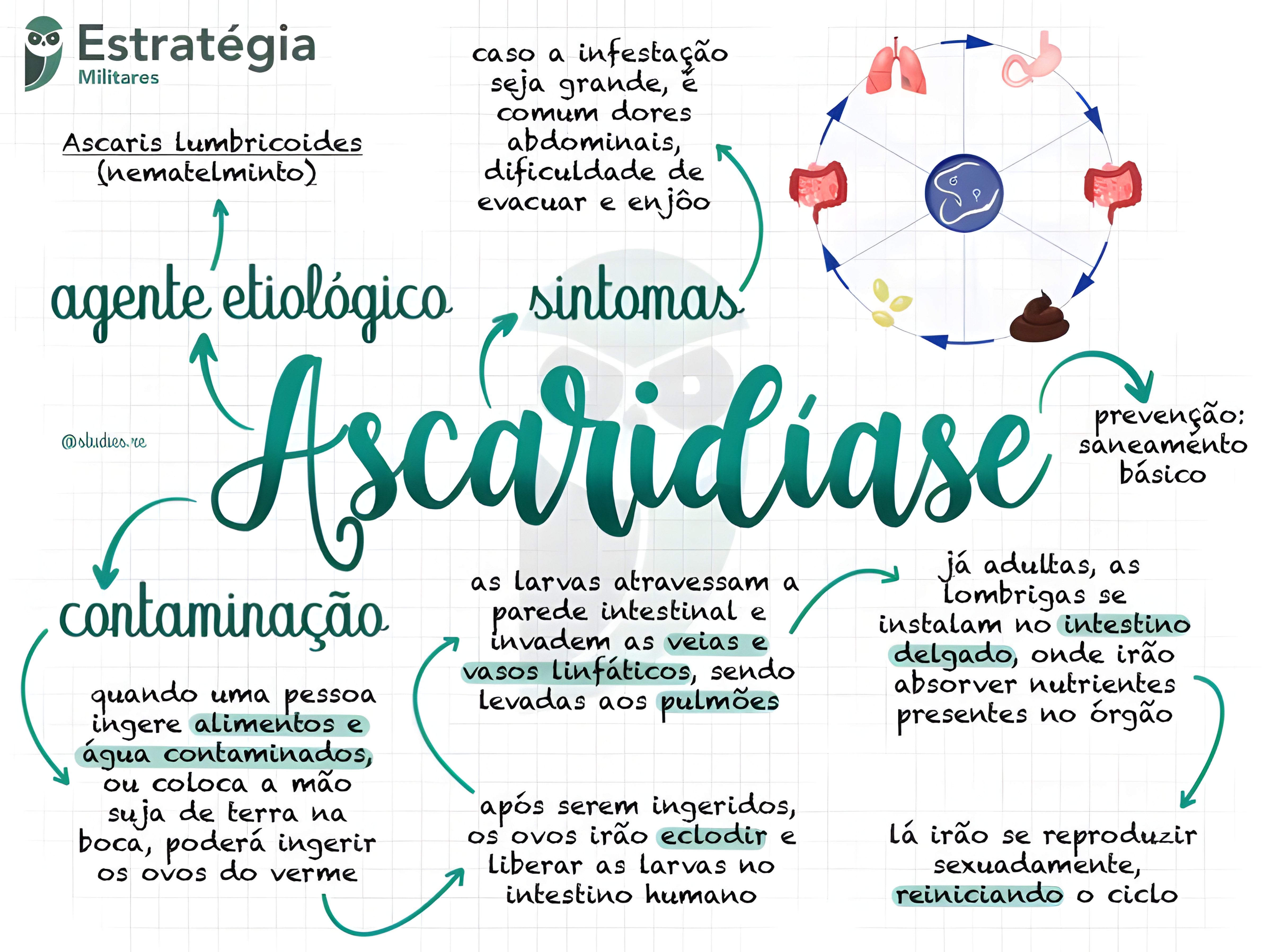 MAPA MENTAL SOBRE ASCARIDIASE