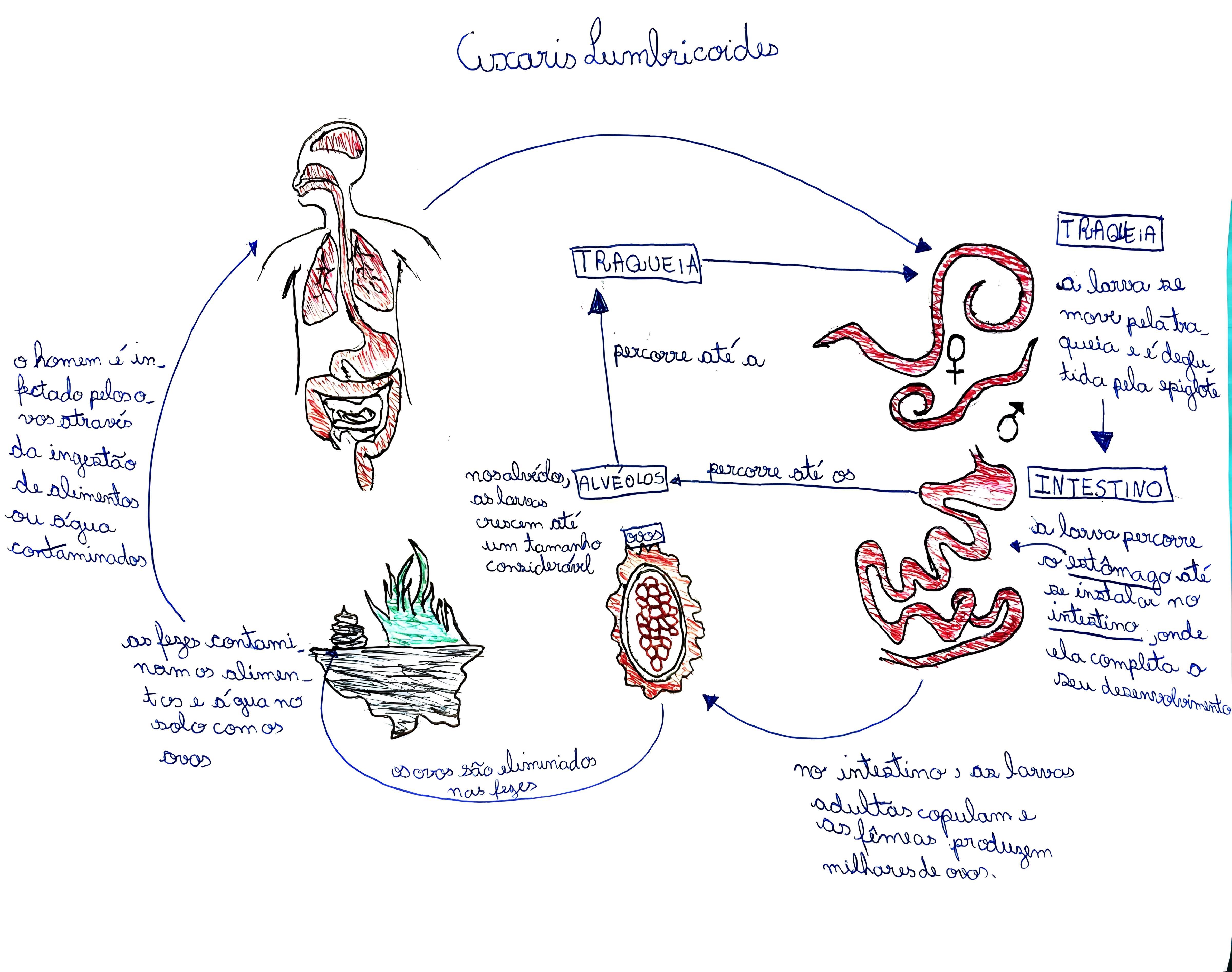 MAPA MENTAL SOBRE ASCARIDIASE