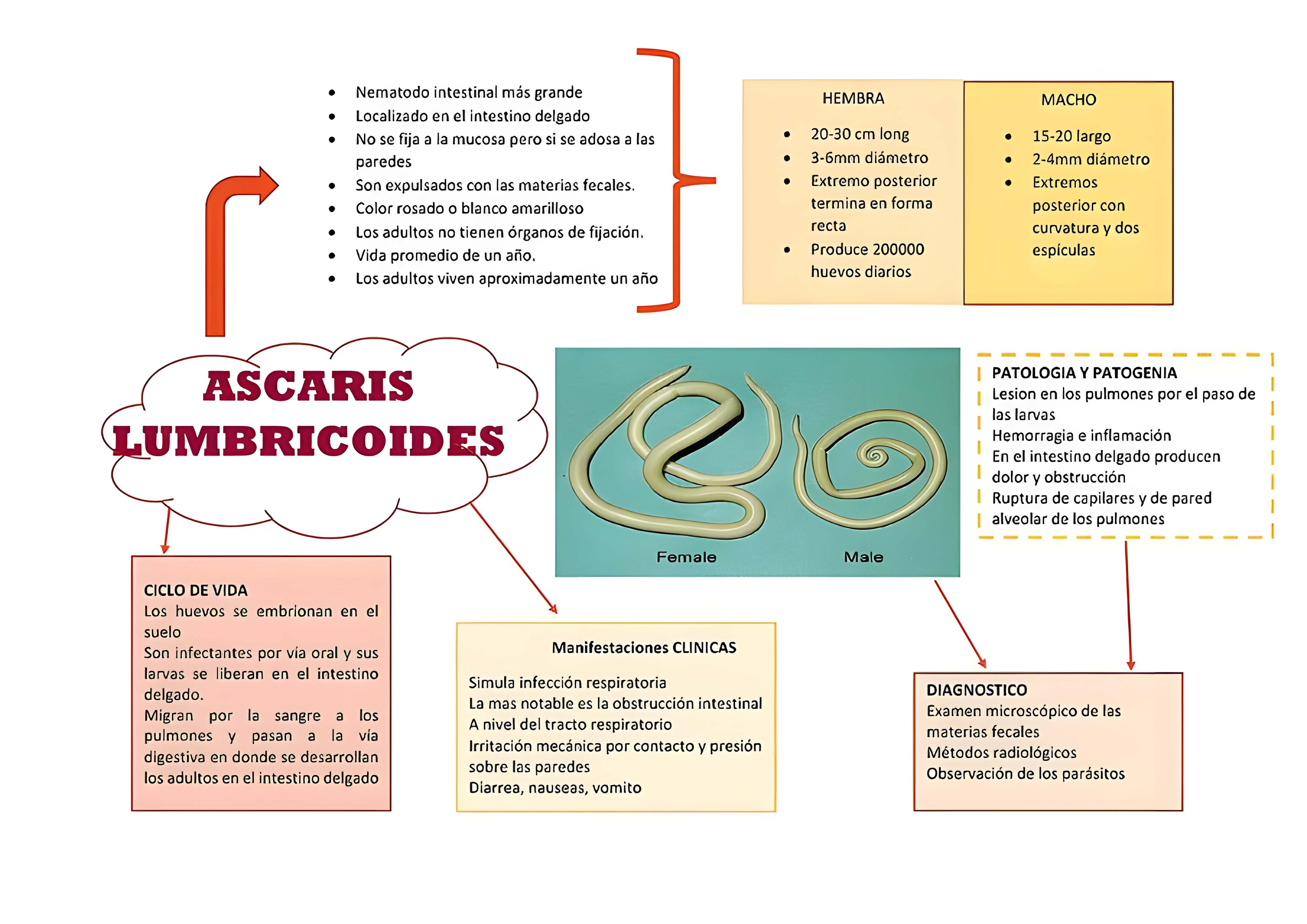 MAPA MENTAL SOBRE ASCARIDIASE