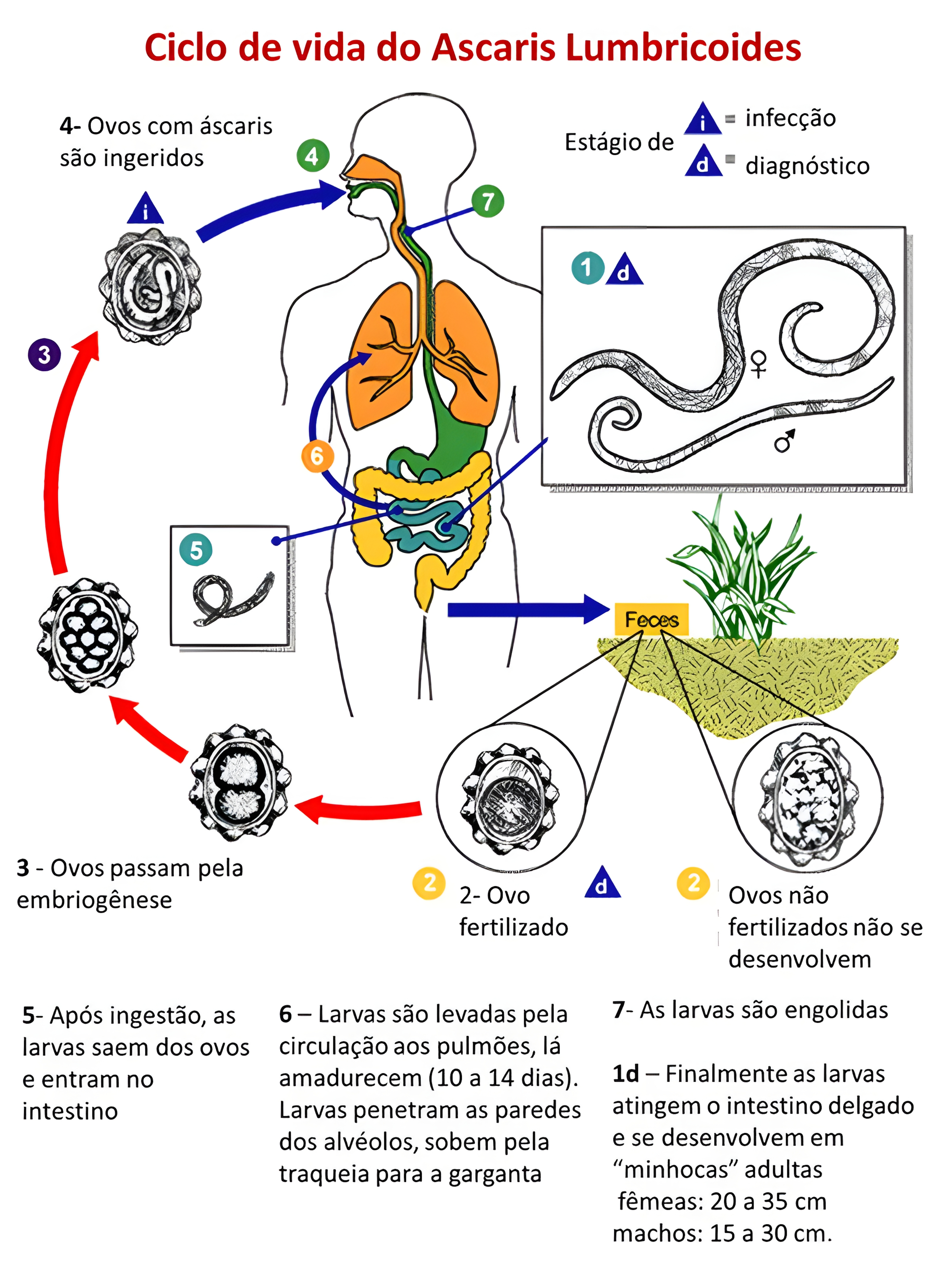 MAPA MENTAL SOBRE ASCARIDIASE