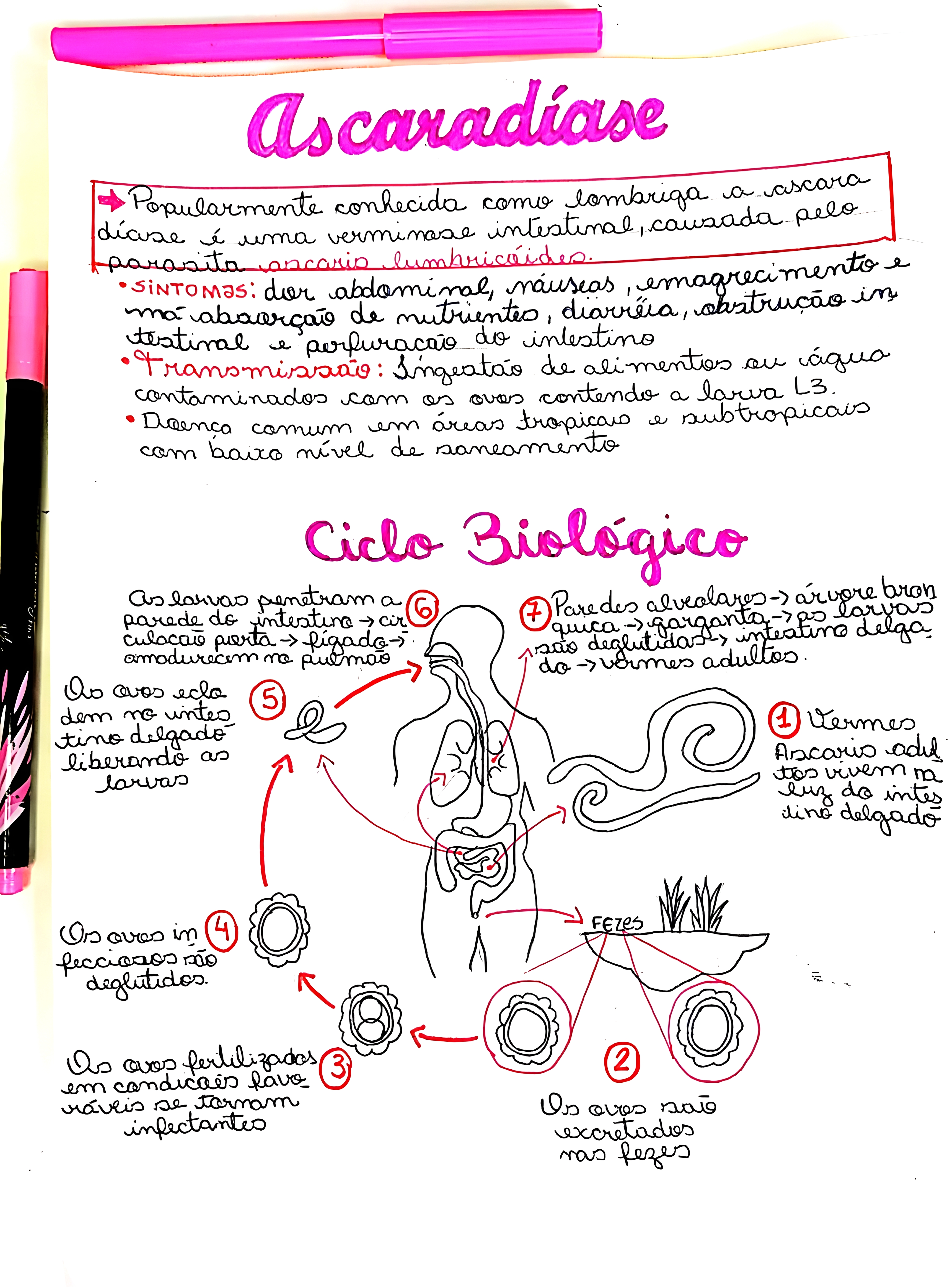 MAPA MENTAL SOBRE ASCARIDIASE