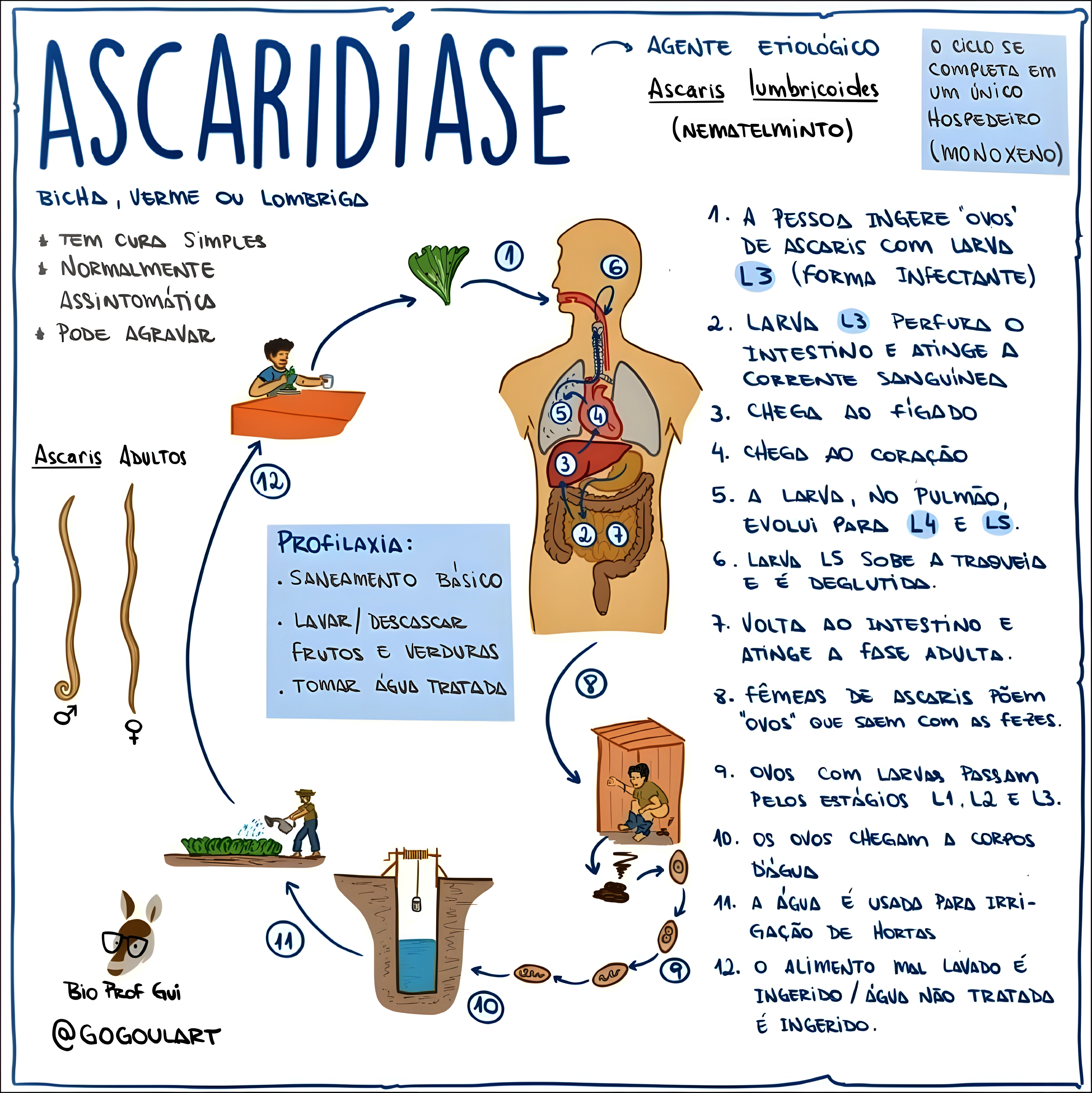 MAPA MENTAL SOBRE ASCARIDIASE
