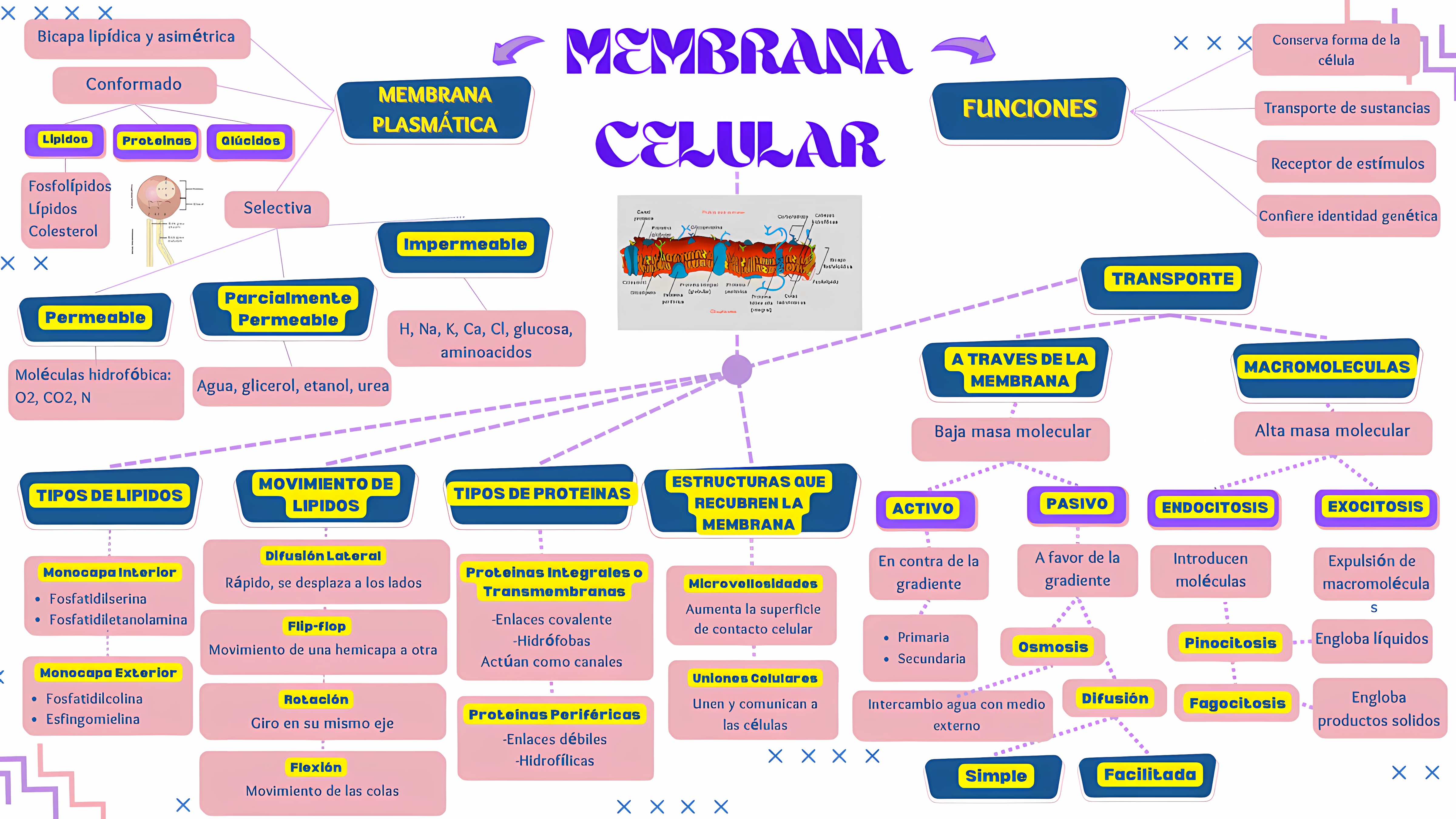 MAPA MENTAL SOBRE MEMBRANA CELULAR