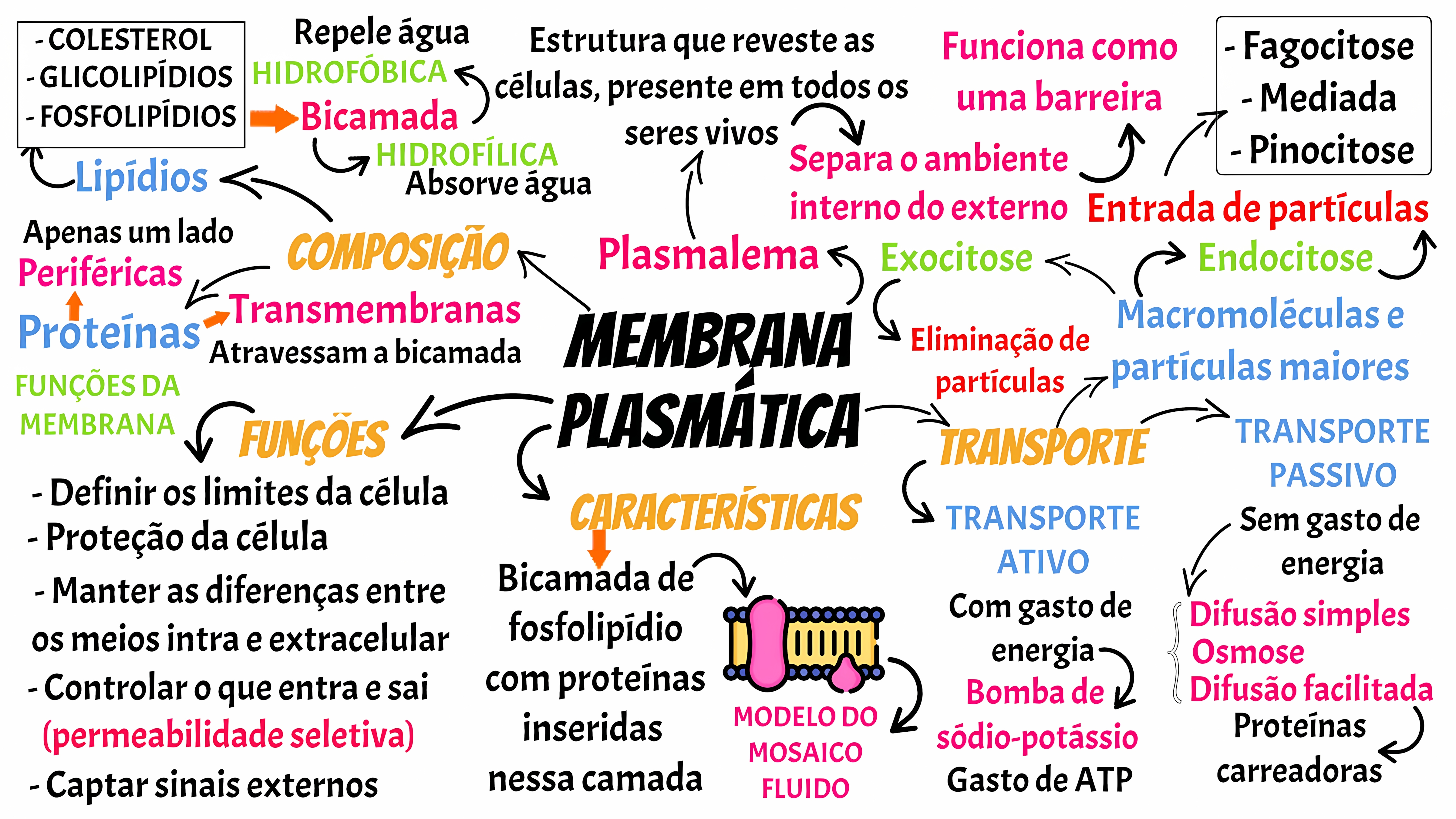 MAPA MENTAL SOBRE MEMBRANA CELULAR
