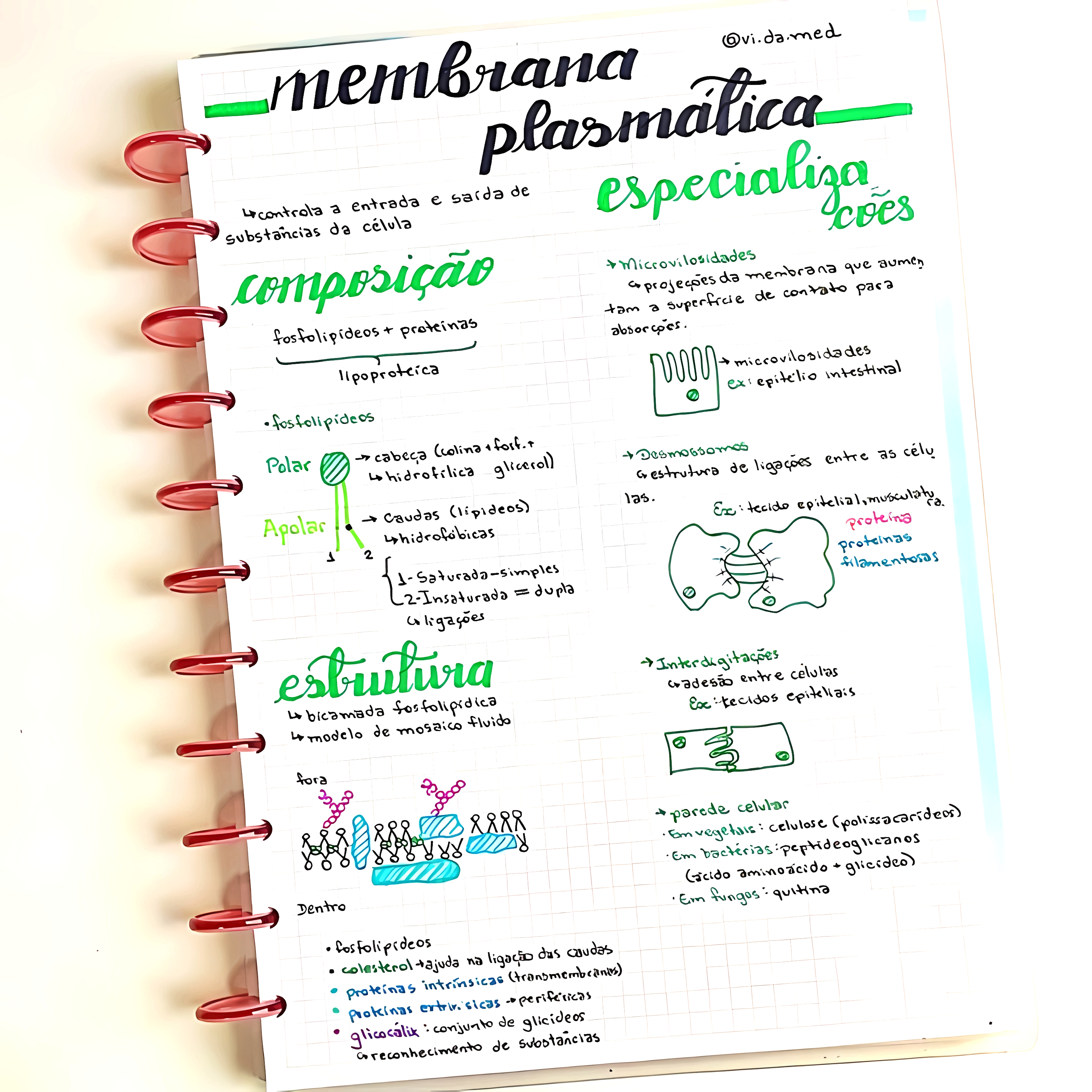 MAPA MENTAL SOBRE MEMBRANA CELULAR