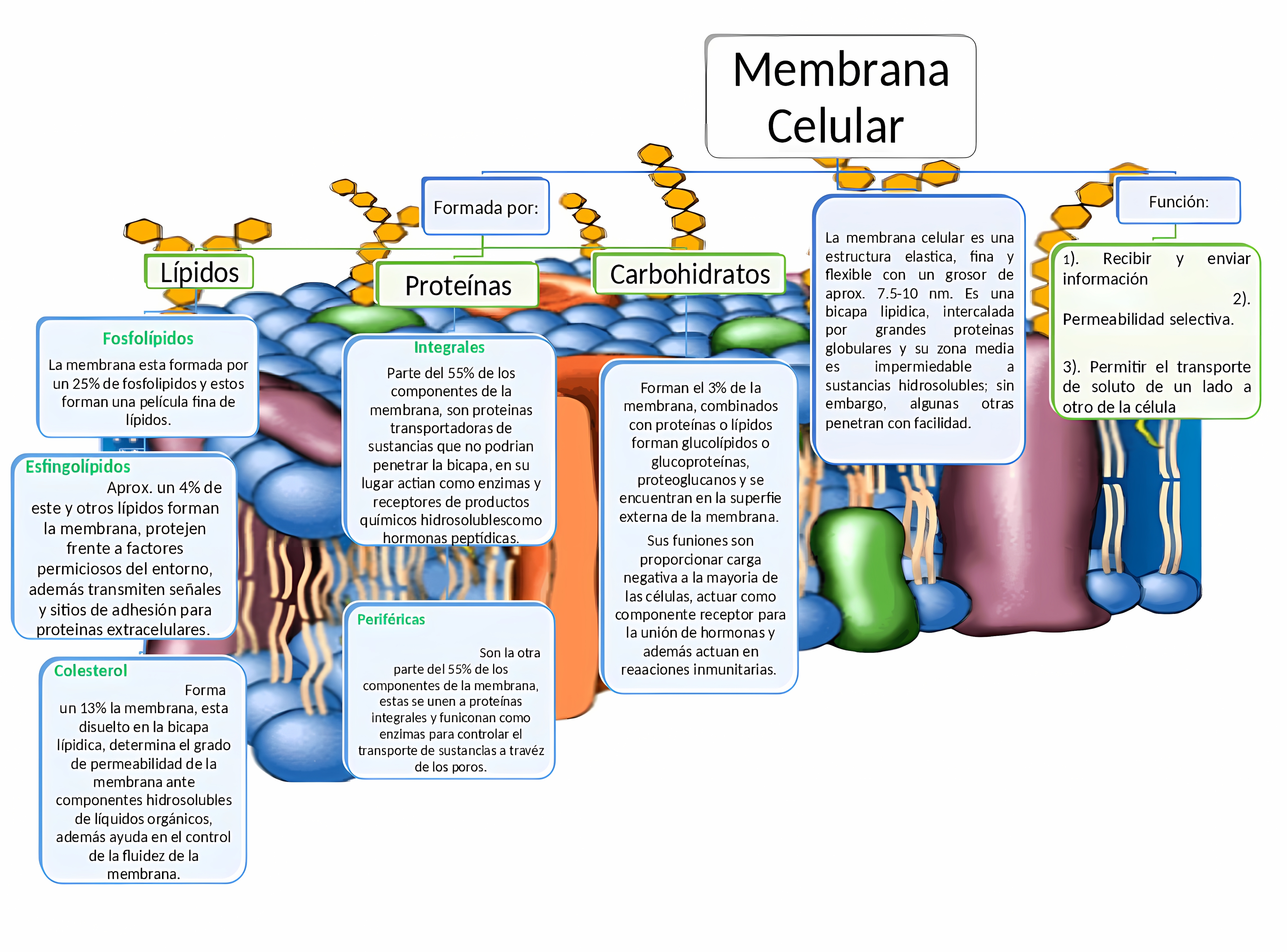 MAPA MENTAL SOBRE MEMBRANA CELULAR