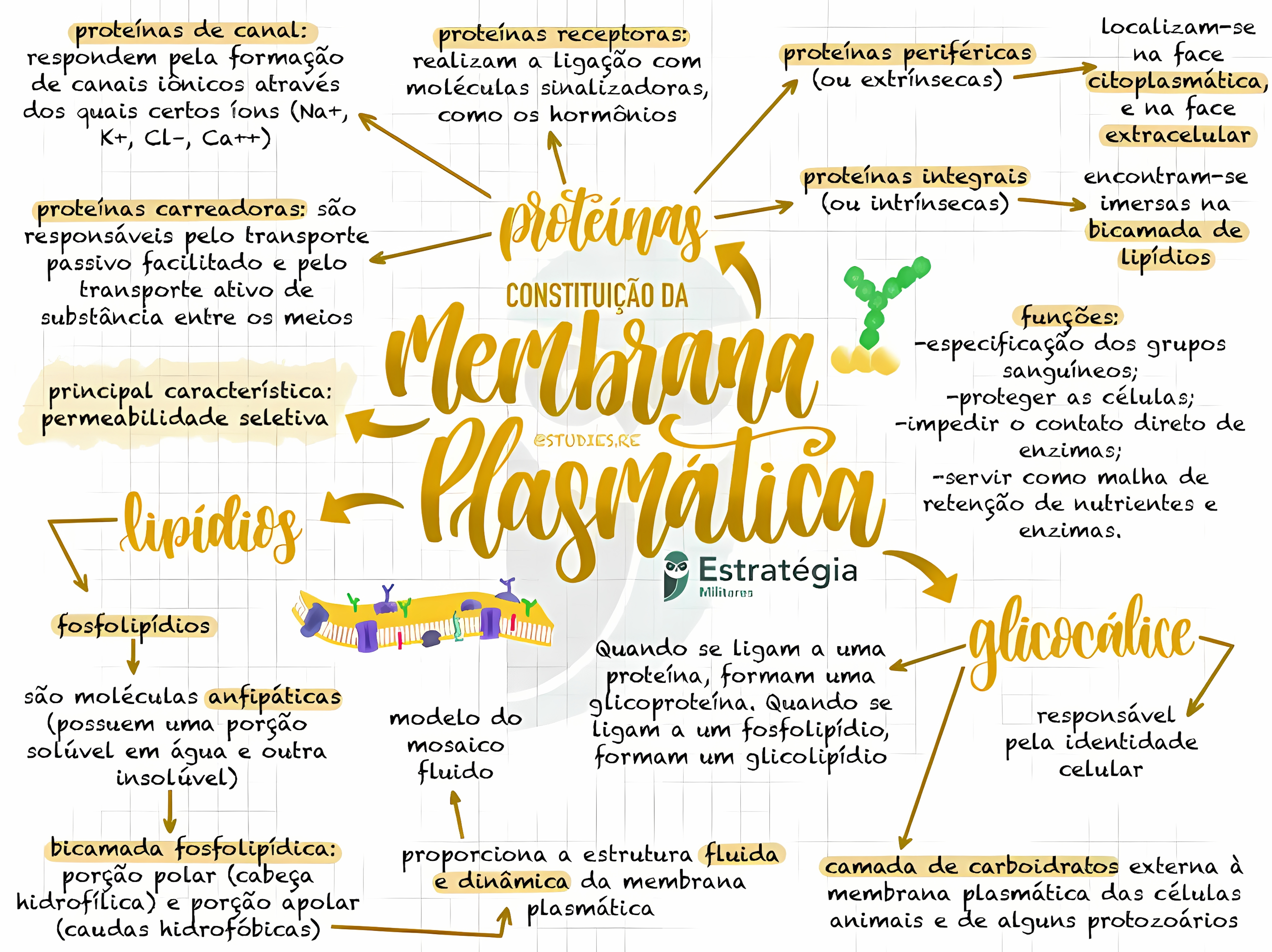 MAPA MENTAL SOBRE MEMBRANA CELULAR
