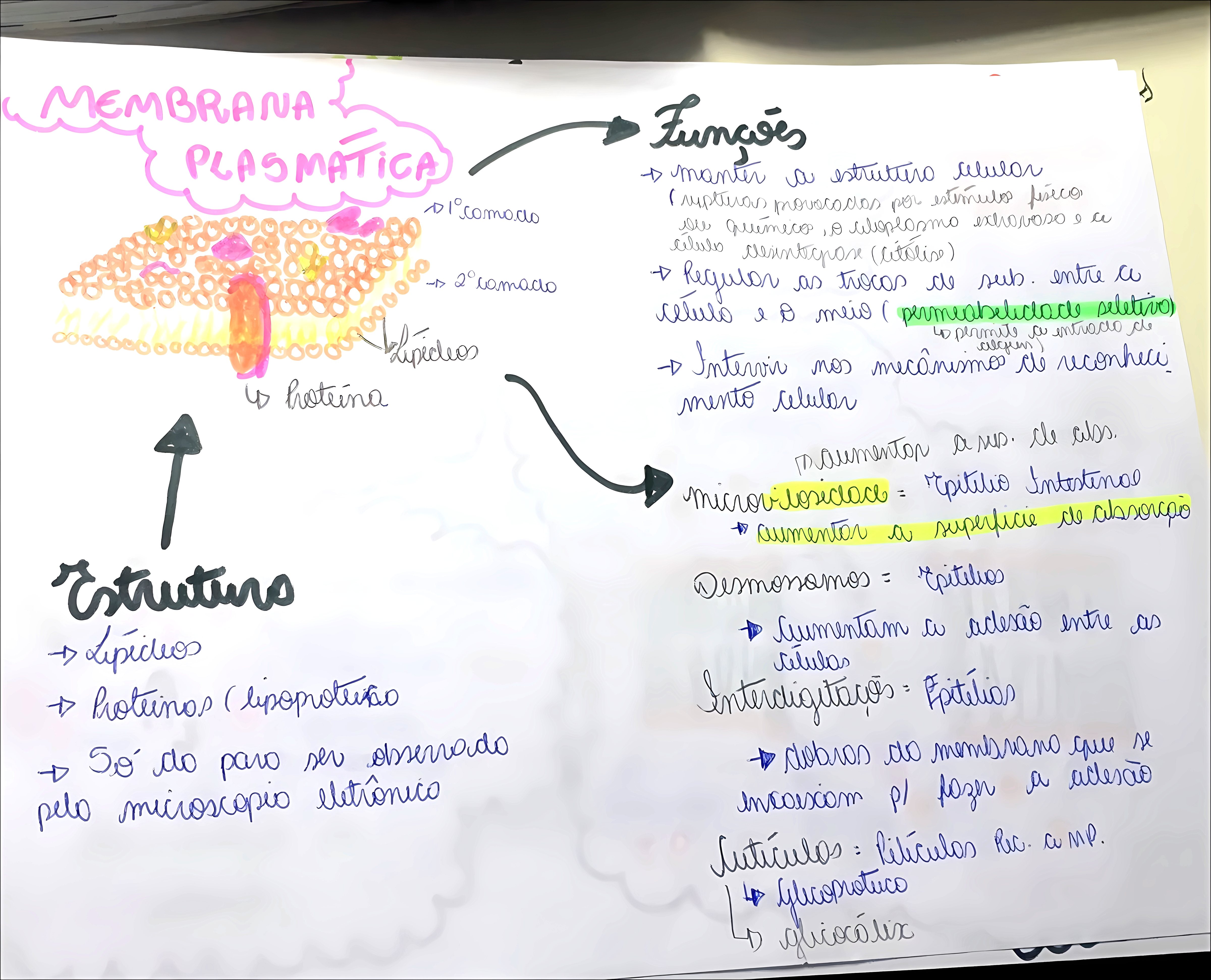 MAPA MENTAL SOBRE MEMBRANA CELULAR