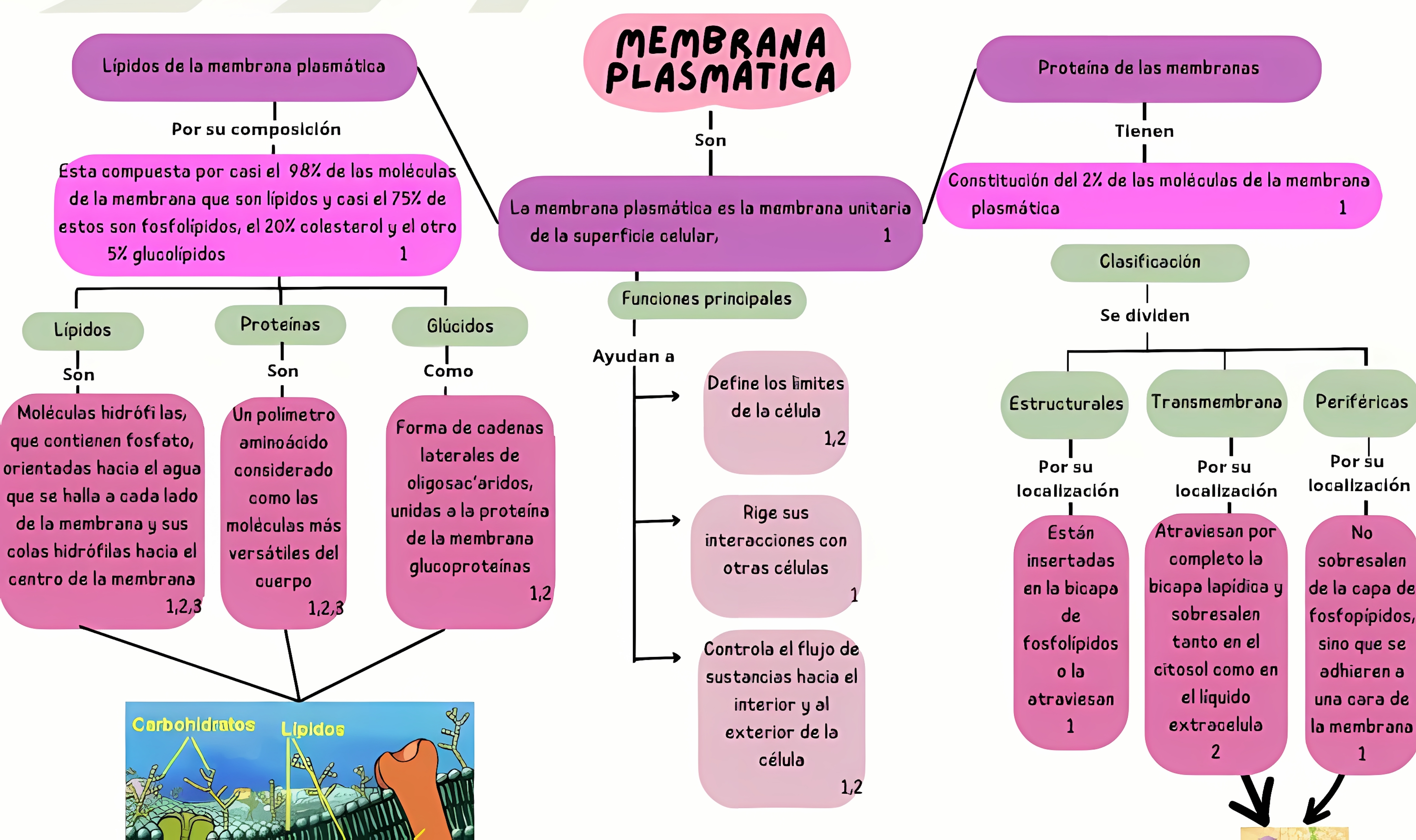 MAPA MENTAL SOBRE MEMBRANA CELULAR