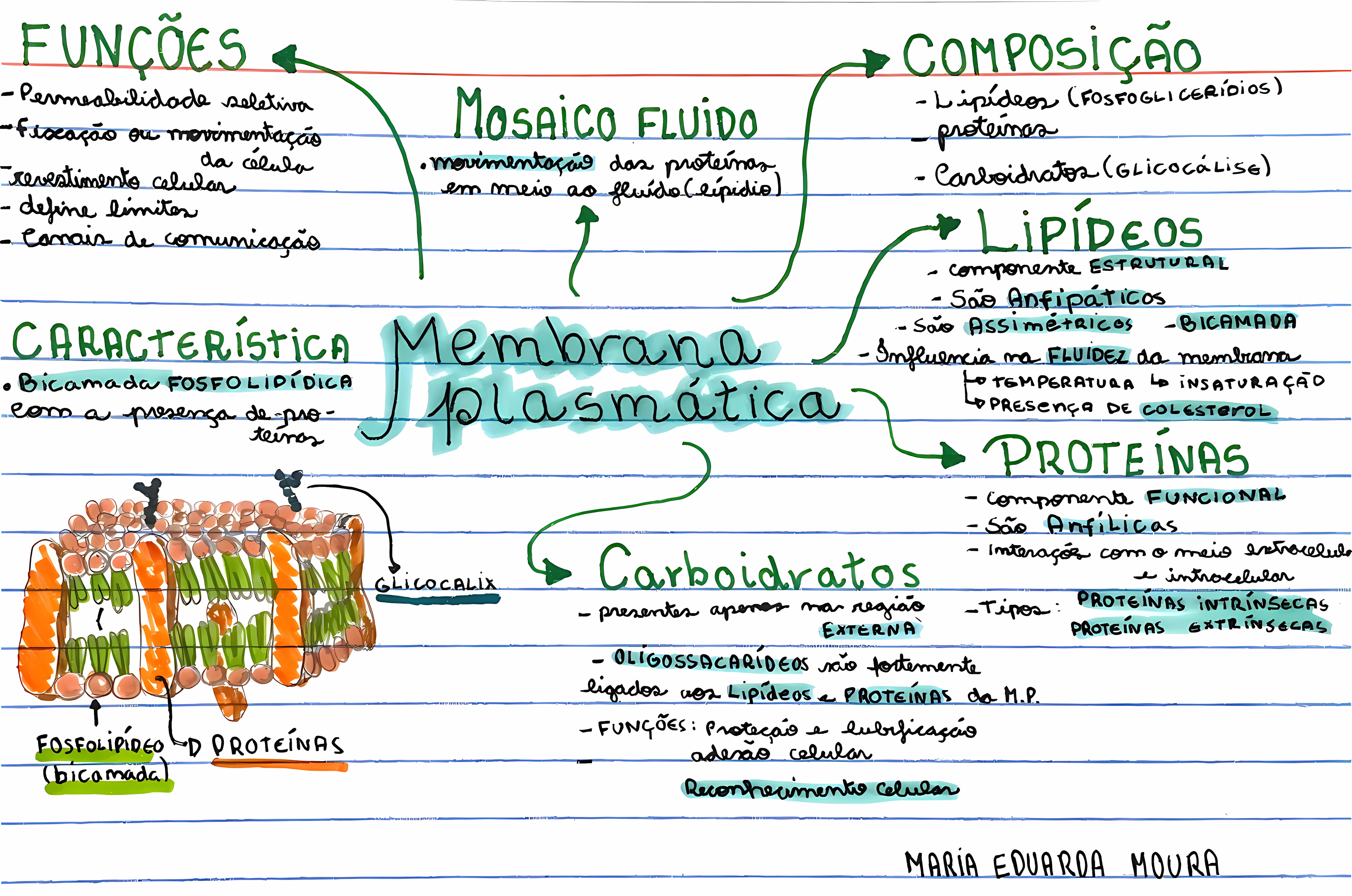 MAPA MENTAL SOBRE MEMBRANA CELULAR