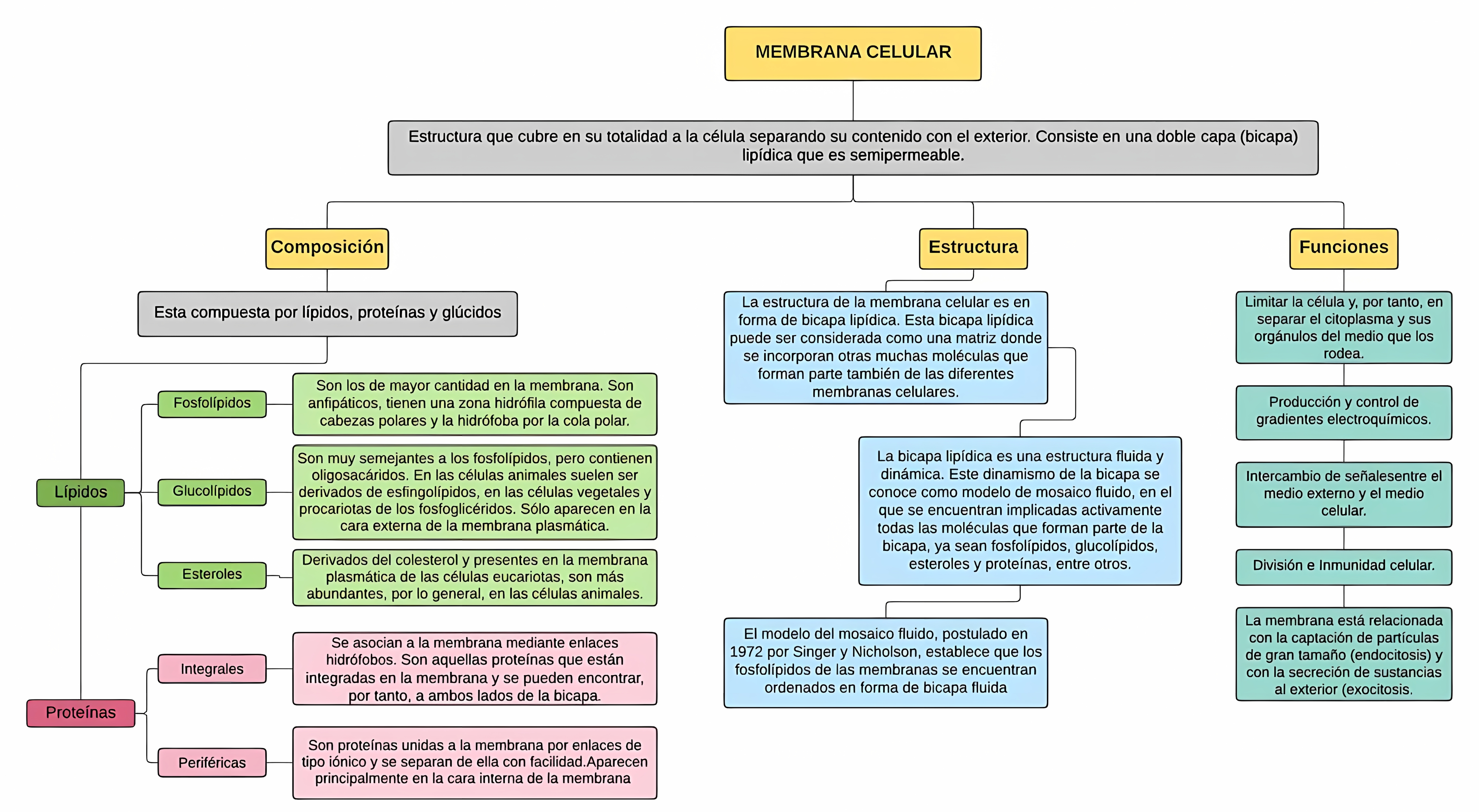 MAPA MENTAL SOBRE MEMBRANA CELULAR