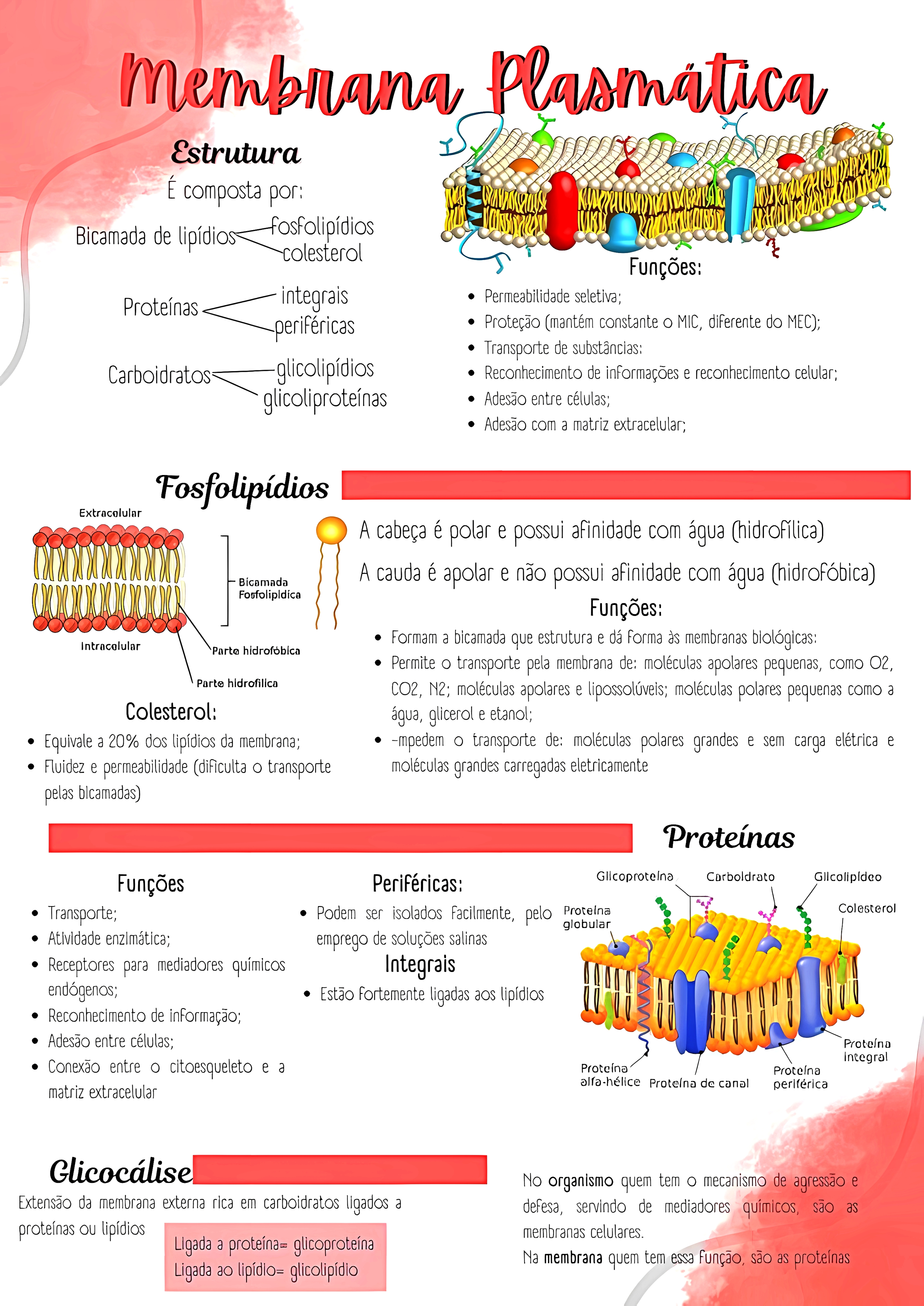 MAPA MENTAL SOBRE MEMBRANA CELULAR