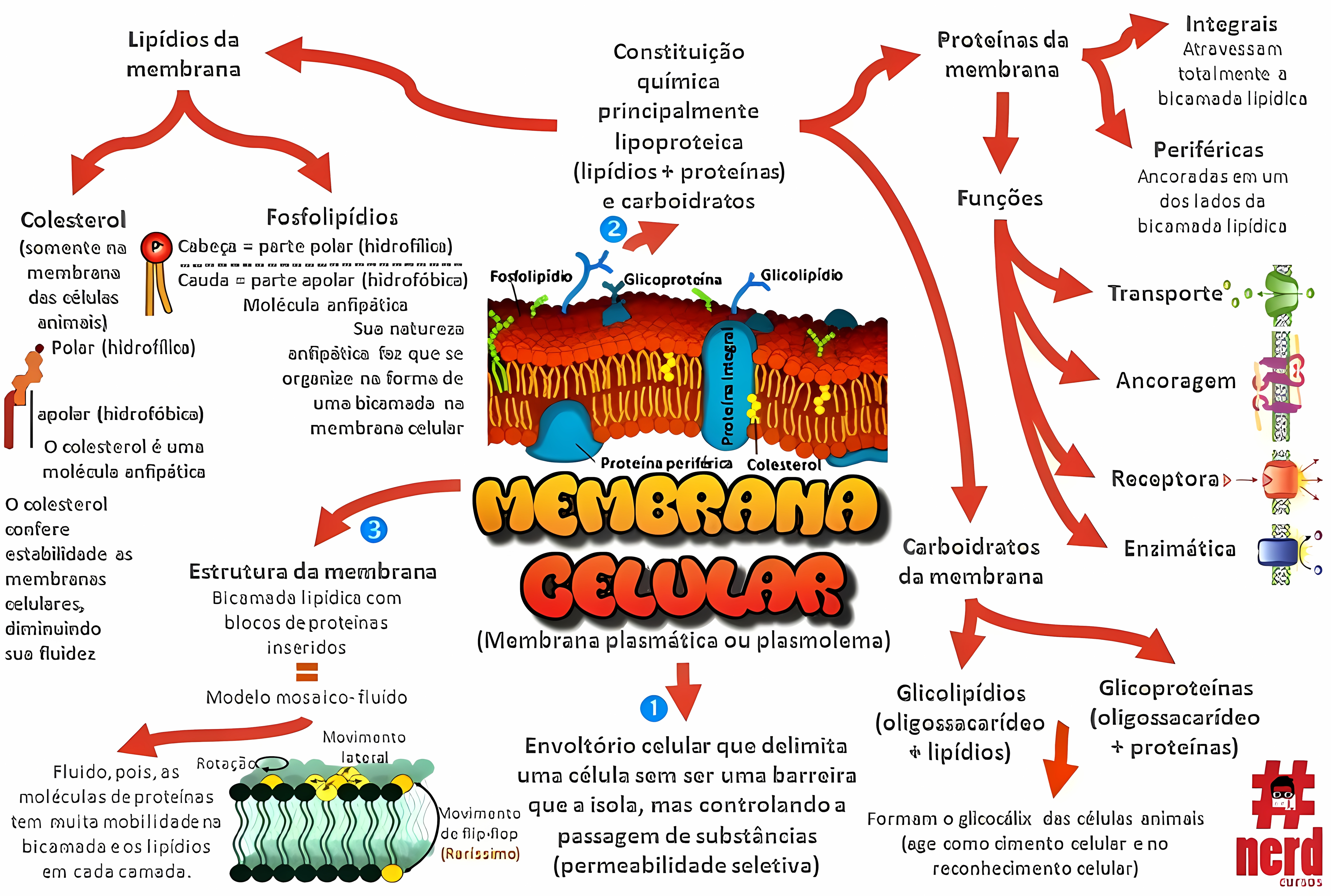MAPA MENTAL SOBRE MEMBRANA CELULAR