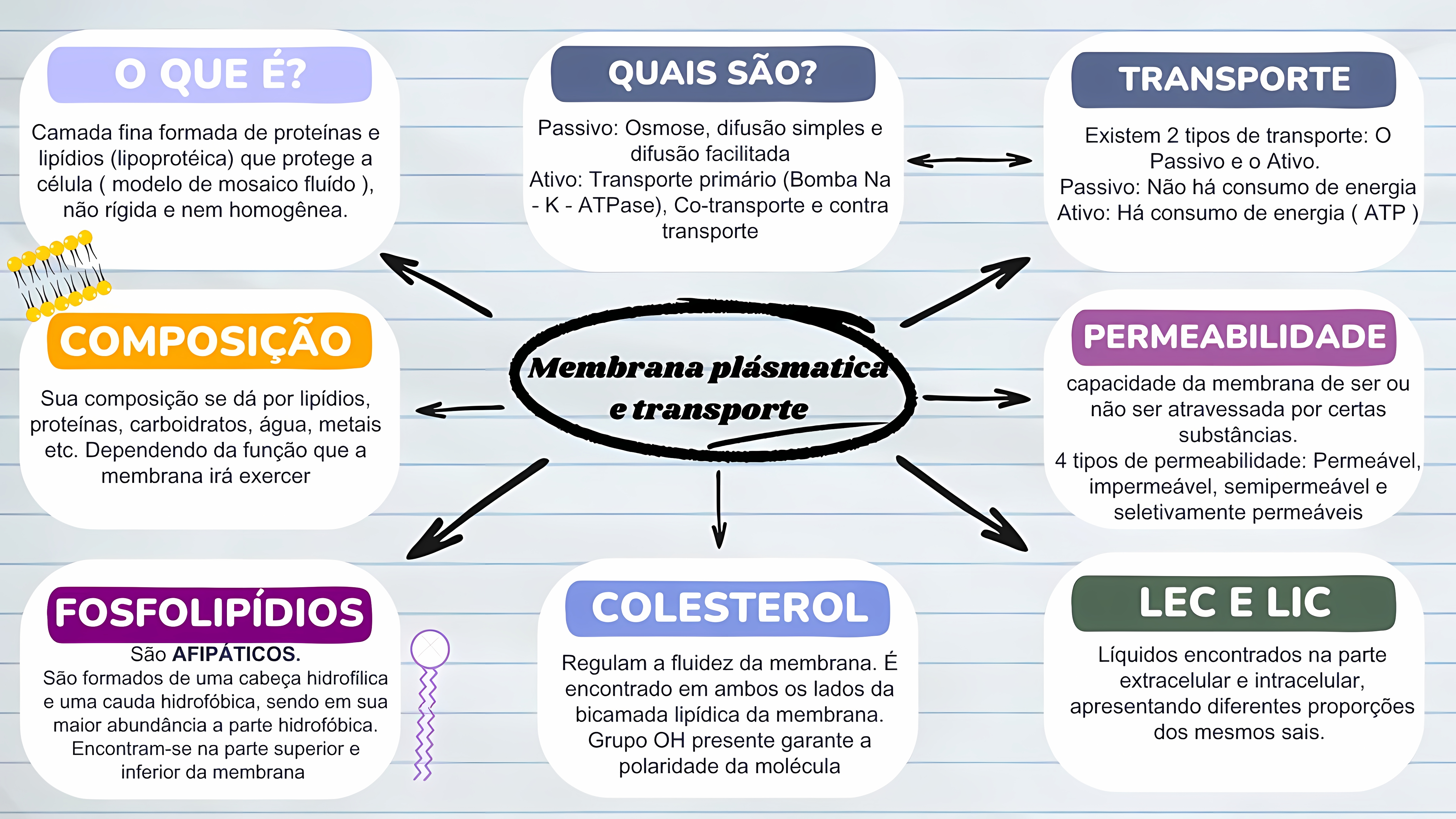 MAPA MENTAL SOBRE MEMBRANA CELULAR