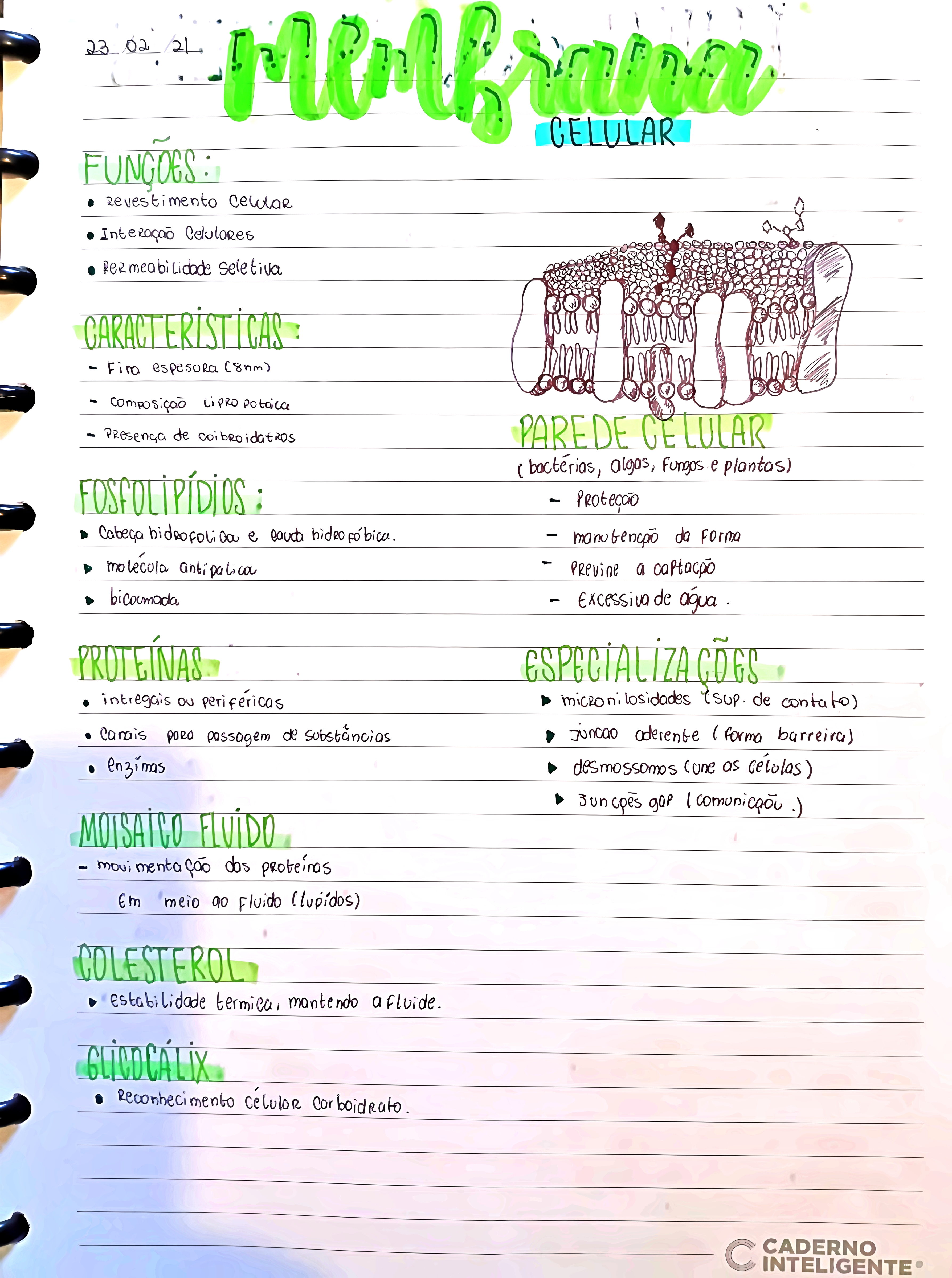 MAPA MENTAL SOBRE MEMBRANA CELULAR