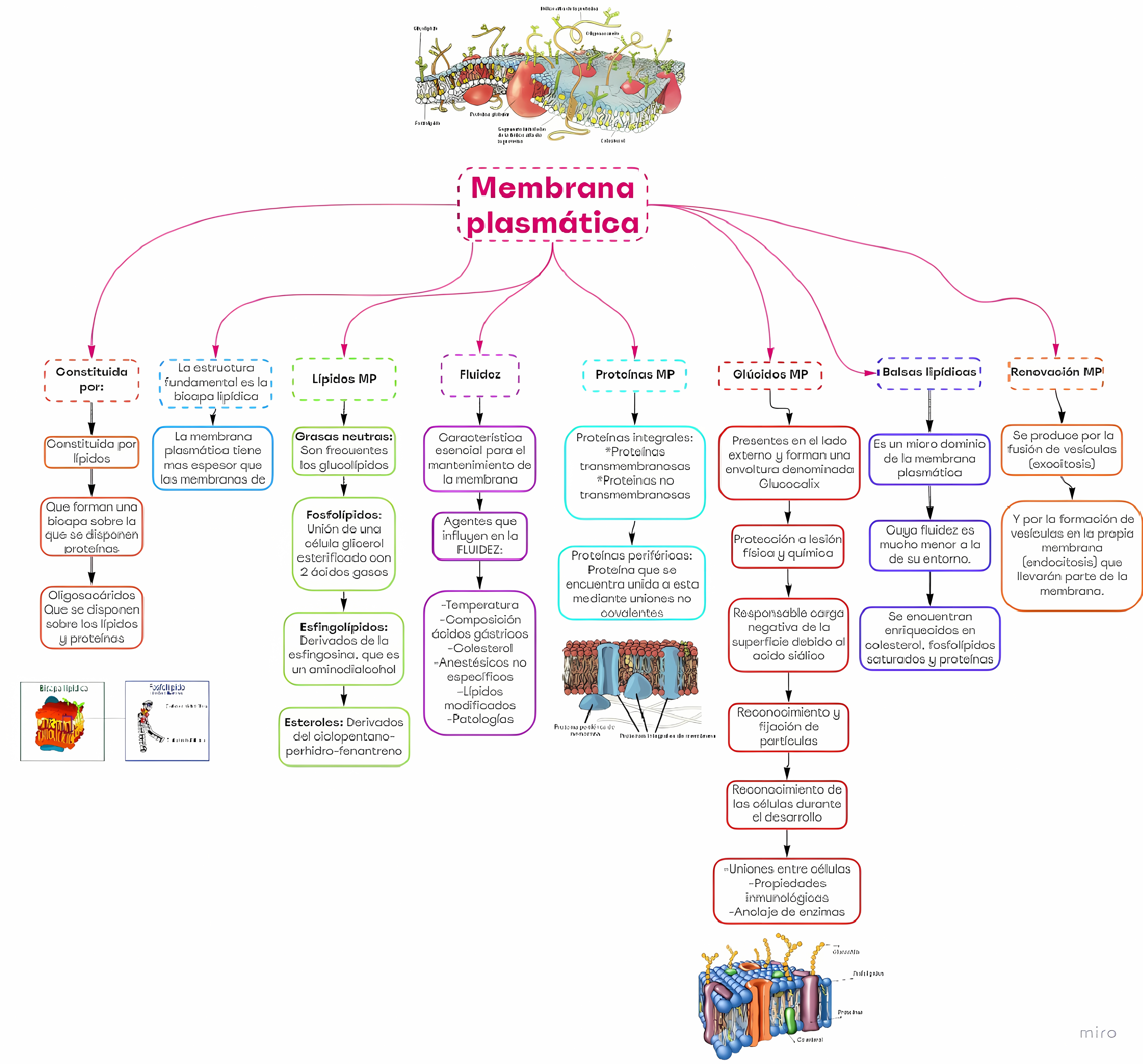 MAPA MENTAL SOBRE MEMBRANA CELULAR