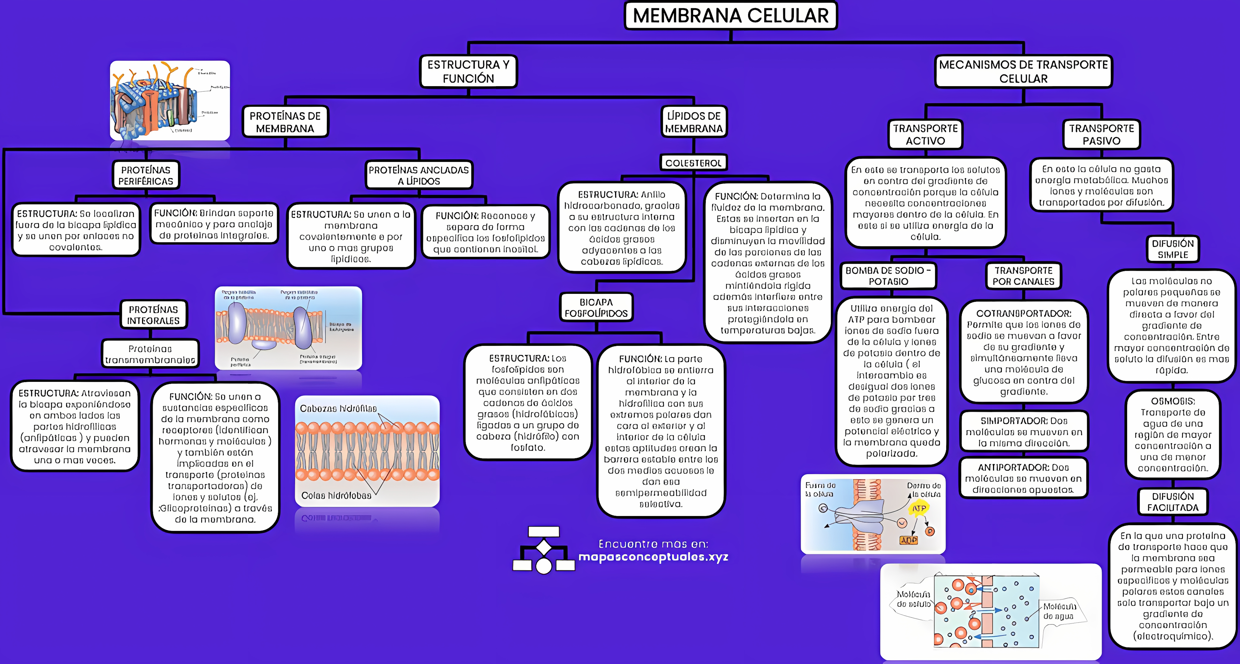 MAPA MENTAL SOBRE MEMBRANA CELULAR