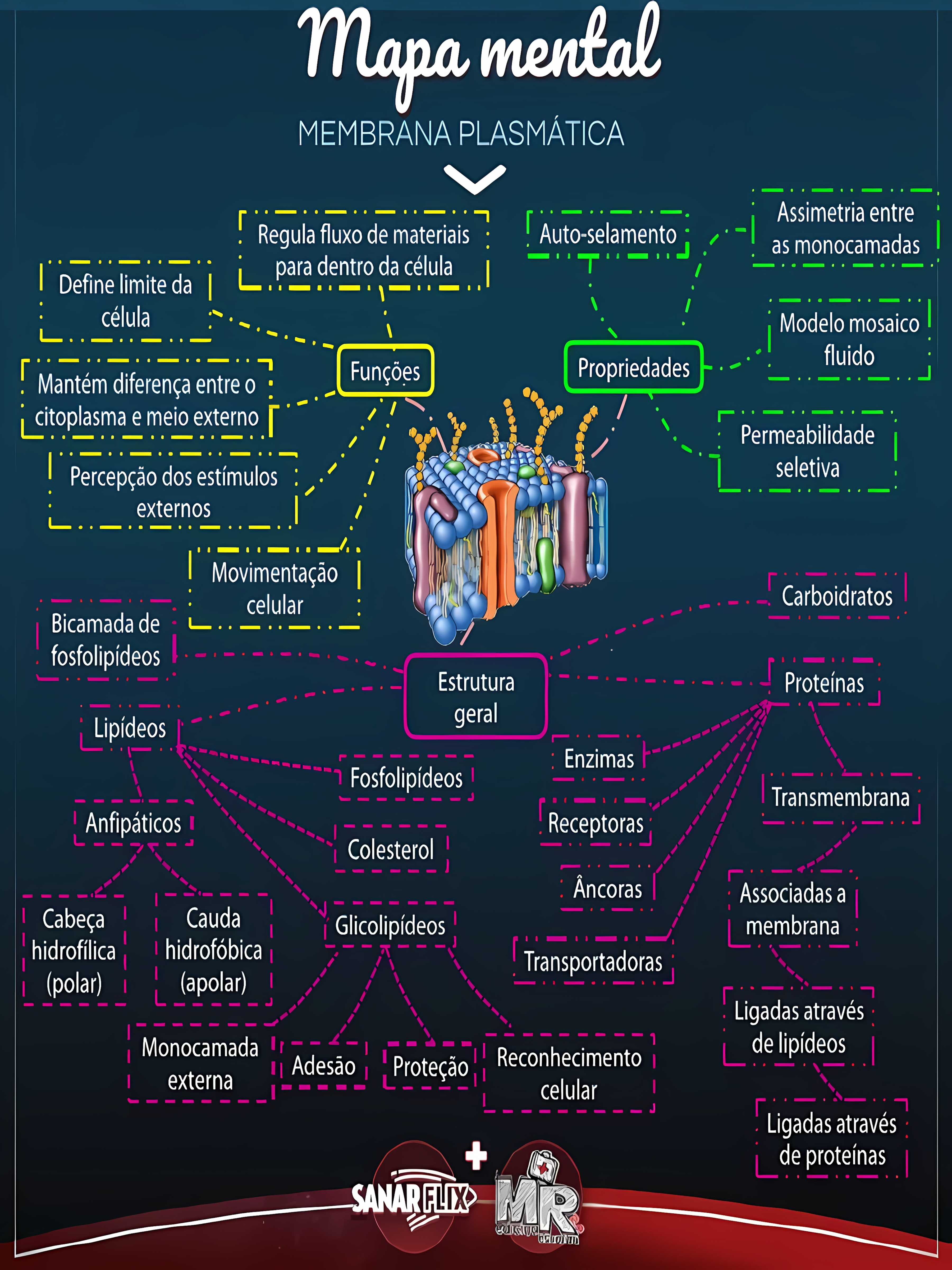 MAPA MENTAL SOBRE MEMBRANA CELULAR