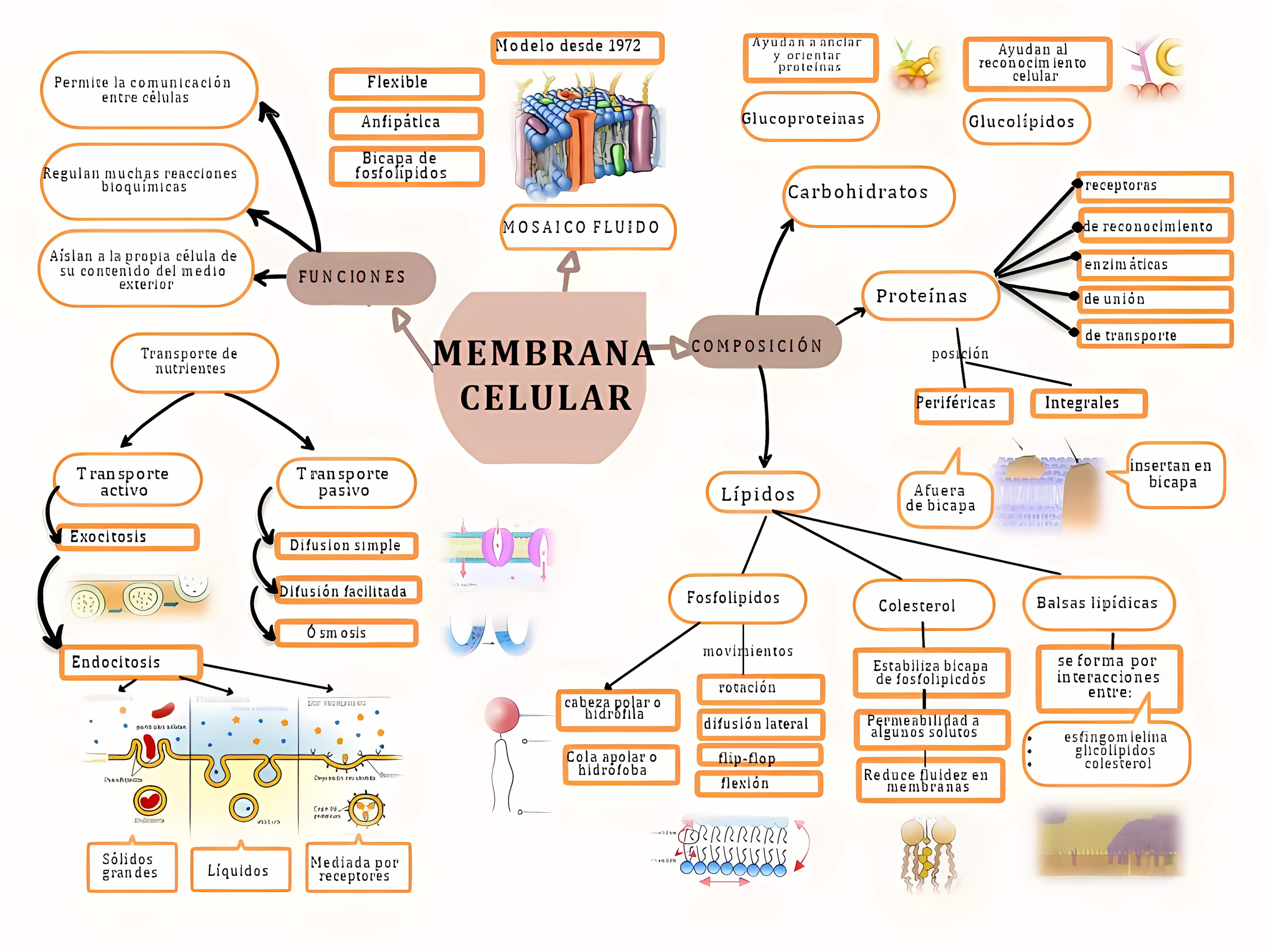 MAPA MENTAL SOBRE MEMBRANA CELULAR