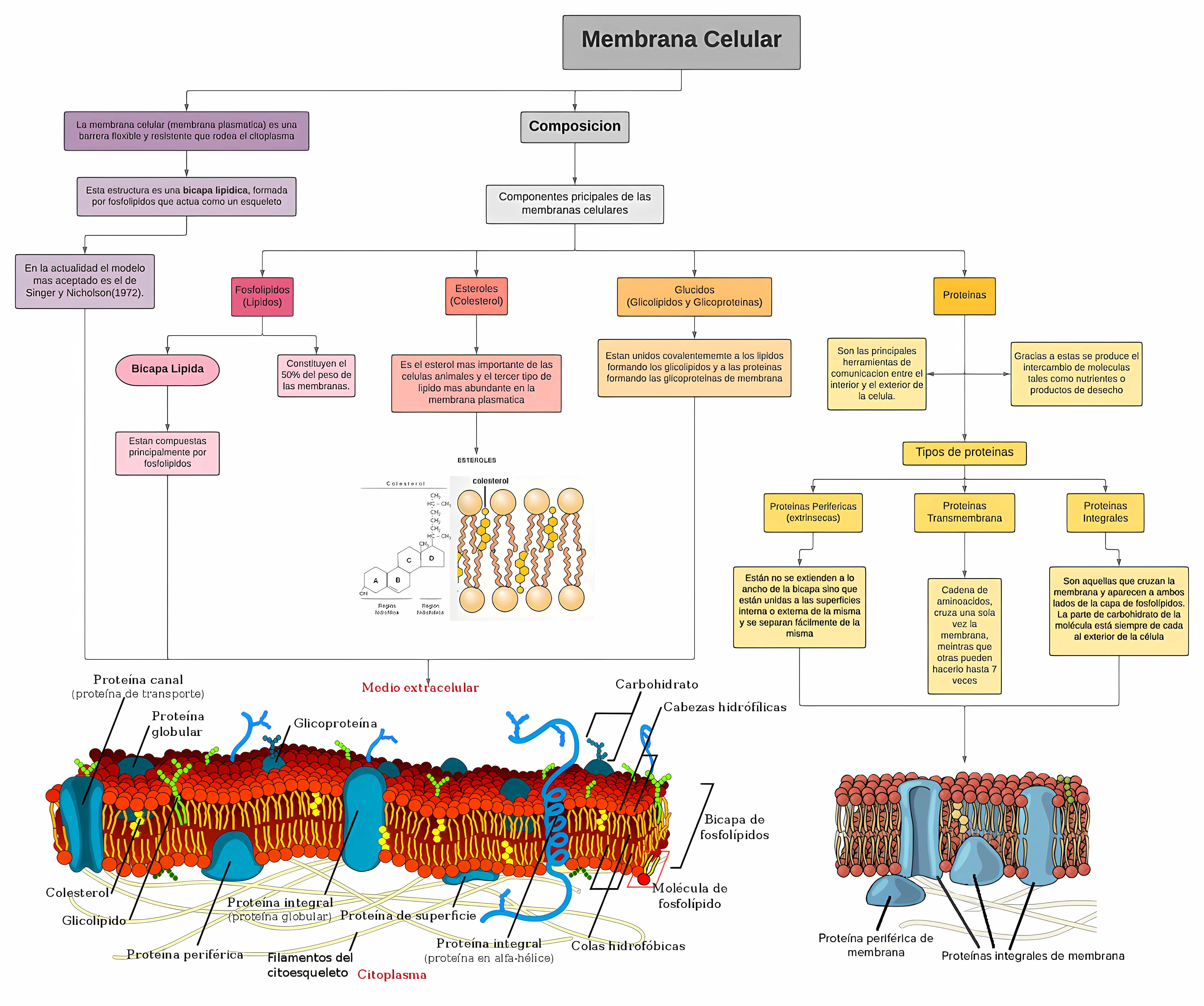 MAPA MENTAL SOBRE MEMBRANA CELULAR