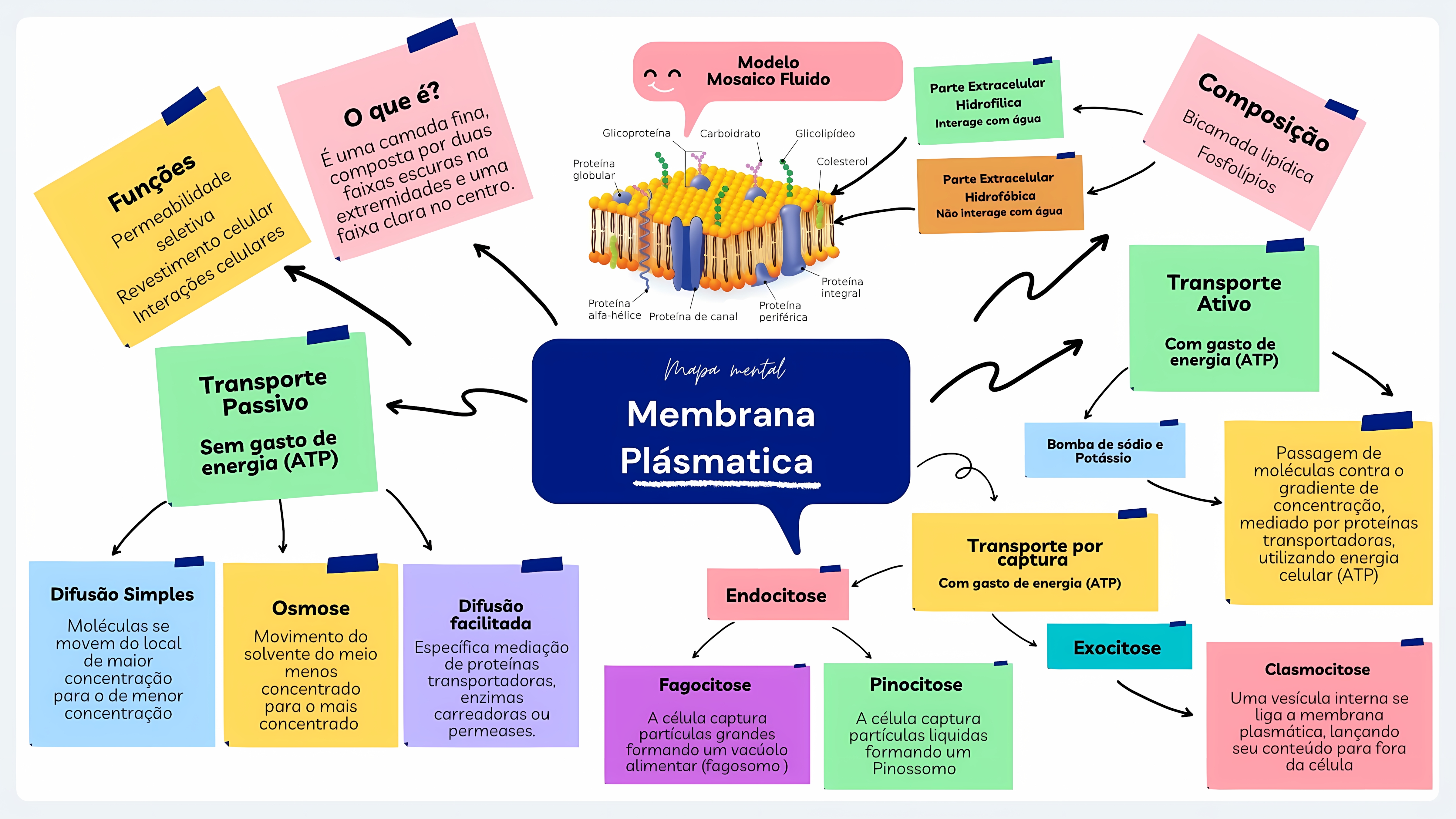 MAPA MENTAL SOBRE MEMBRANA CELULAR