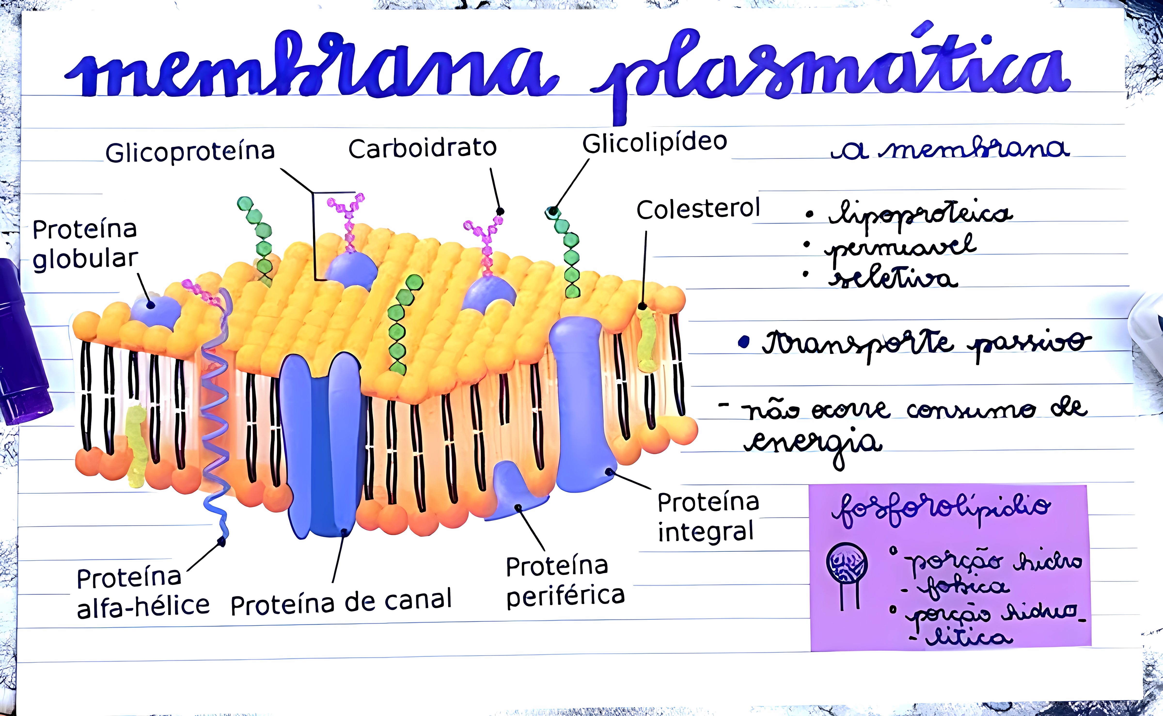 MAPA MENTAL SOBRE MEMBRANA CELULAR