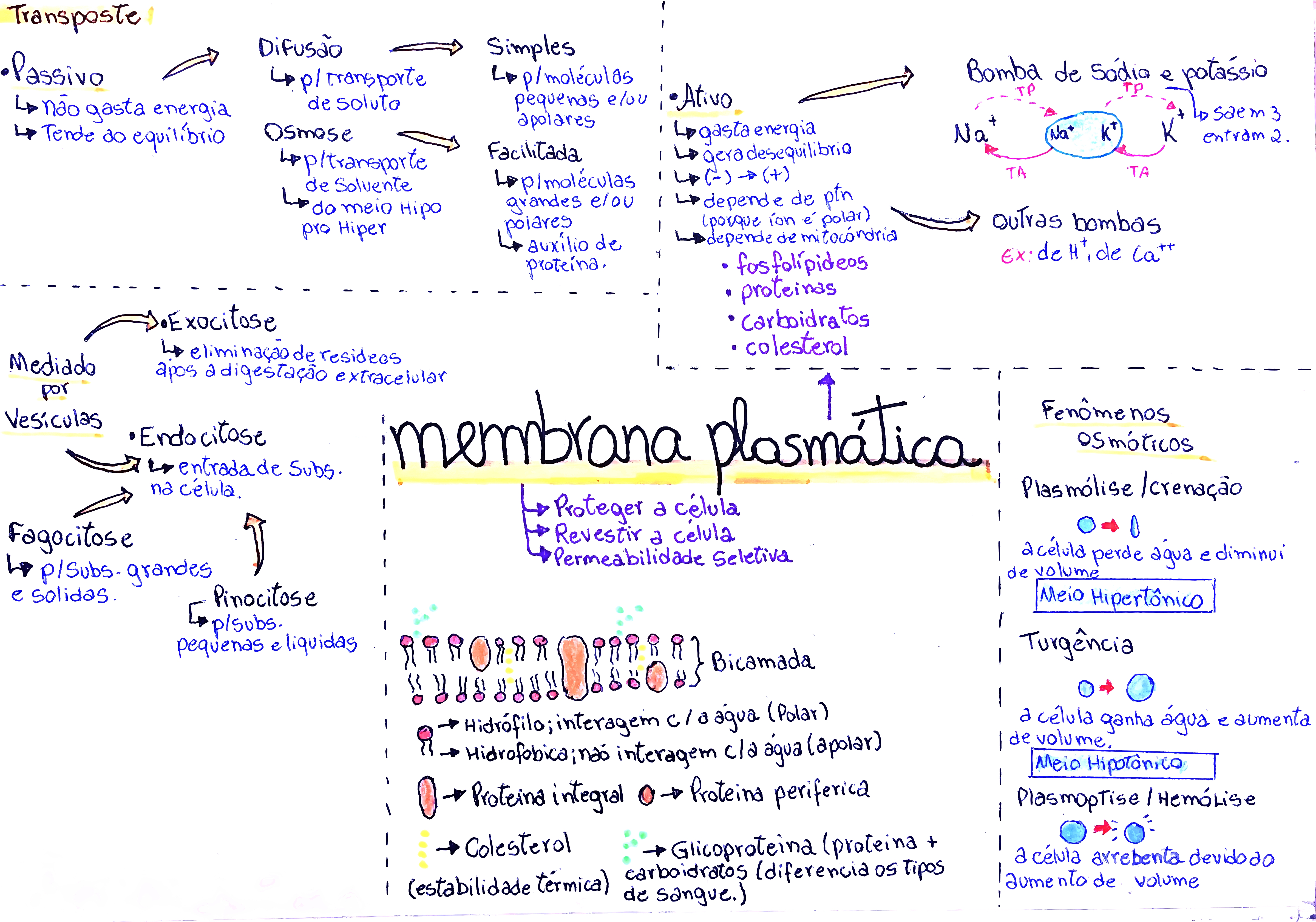 MAPA MENTAL SOBRE MEMBRANA CELULAR