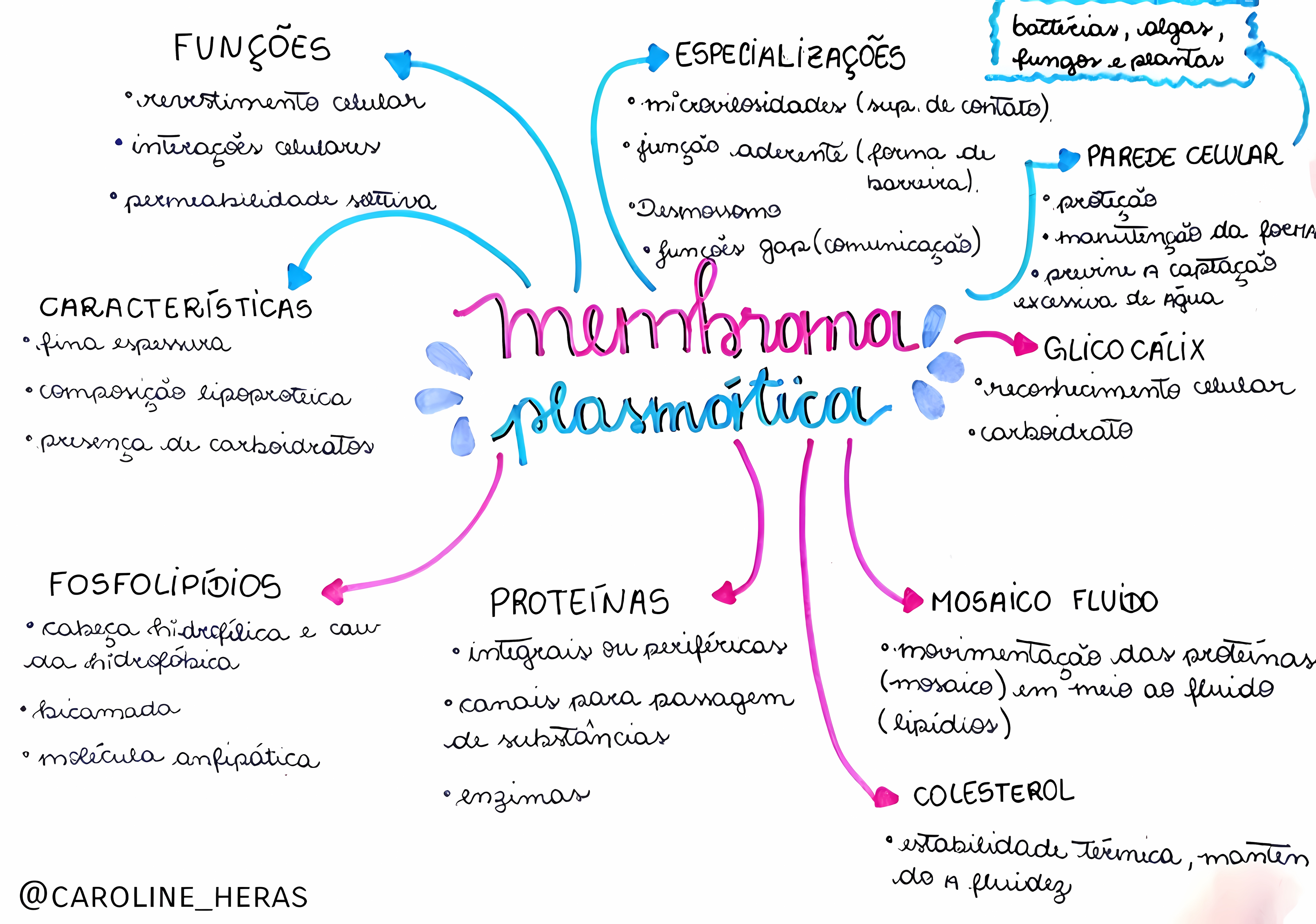 MAPA MENTAL SOBRE MEMBRANA CELULAR